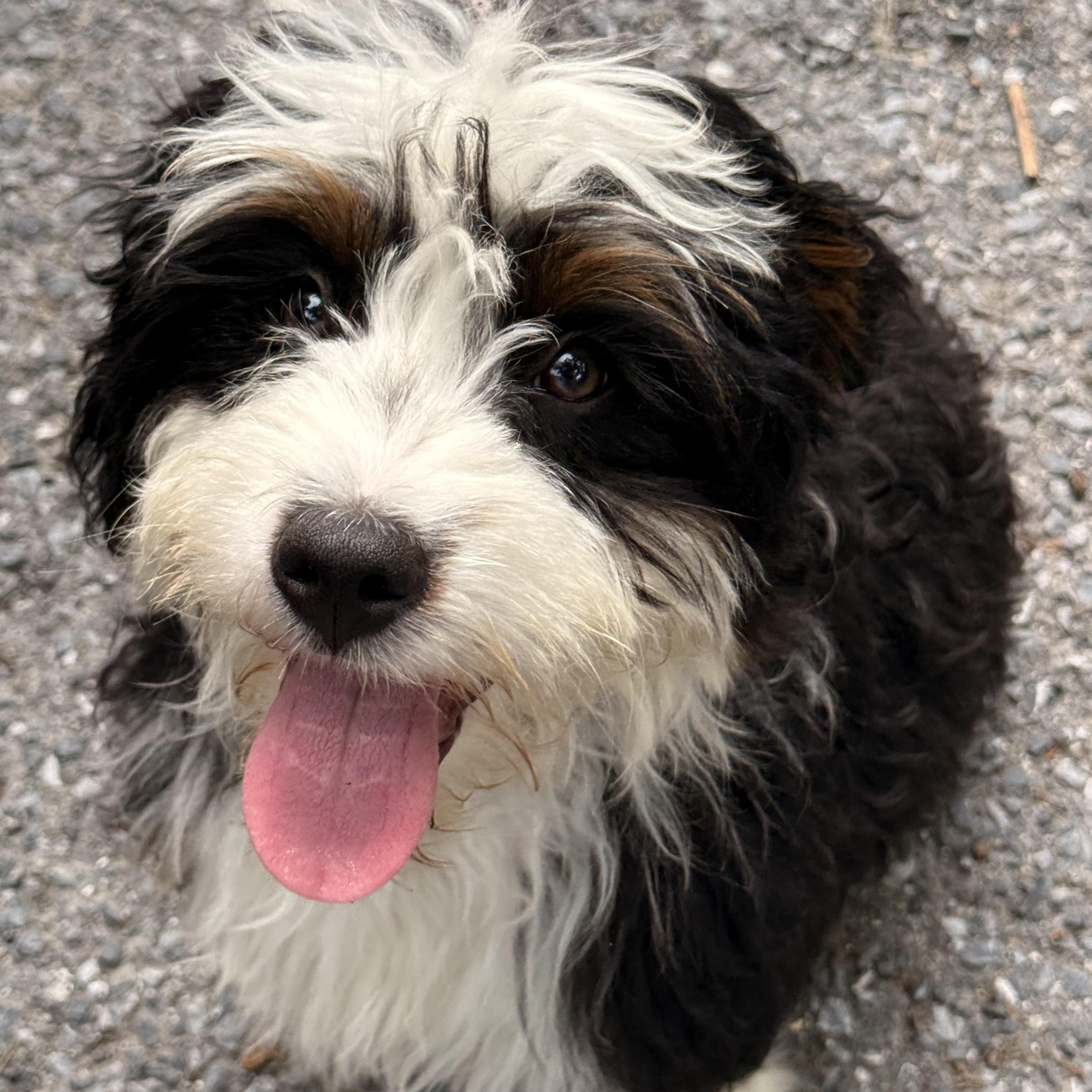 Enlarge Wally, an adopted mixed breed in Pottsville, PA image 2/5