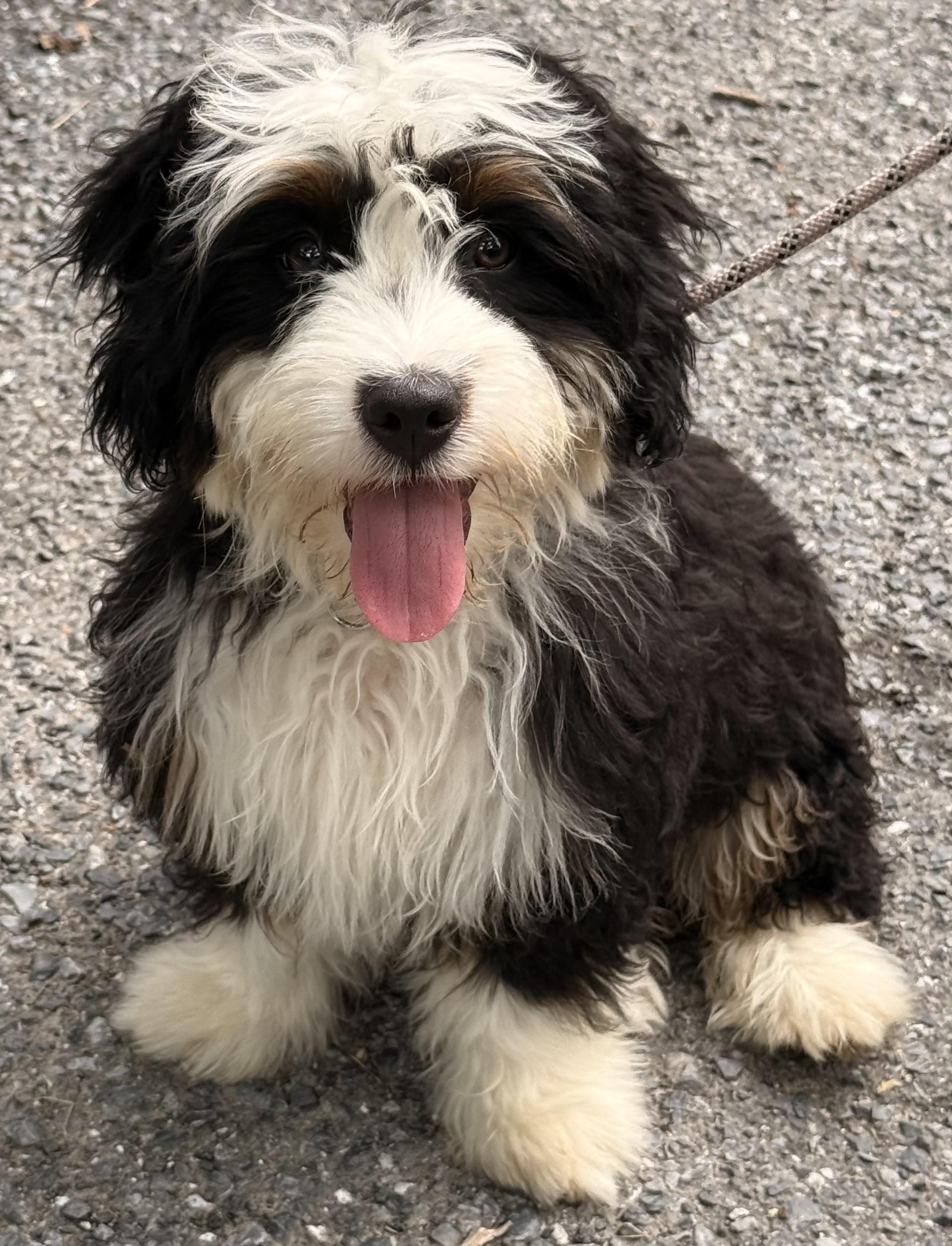 Enlarge Wally, an adopted mixed breed in Pottsville, PA image 4/5