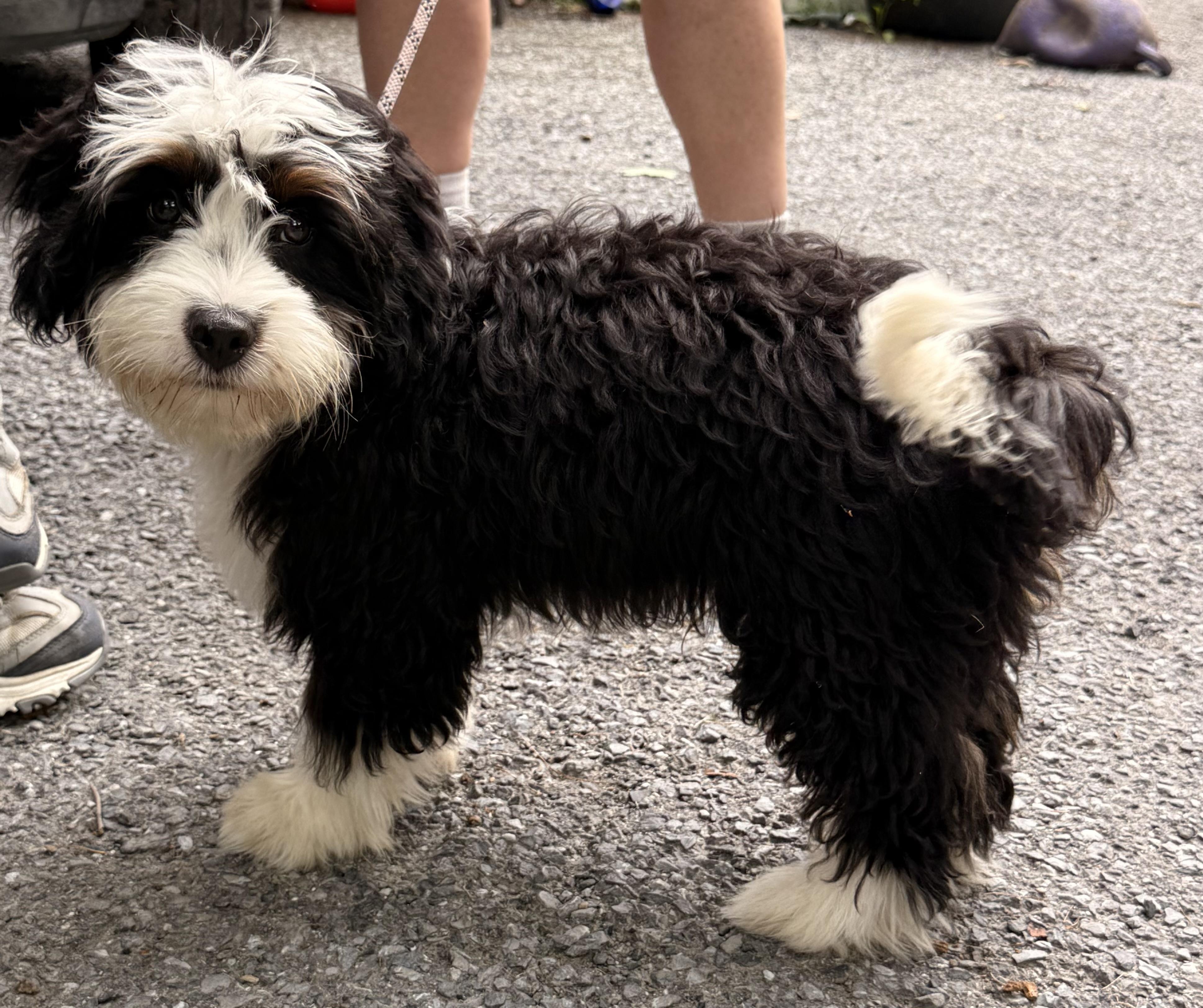 Enlarge Wally, an adopted mixed breed in Pottsville, PA image 3/5