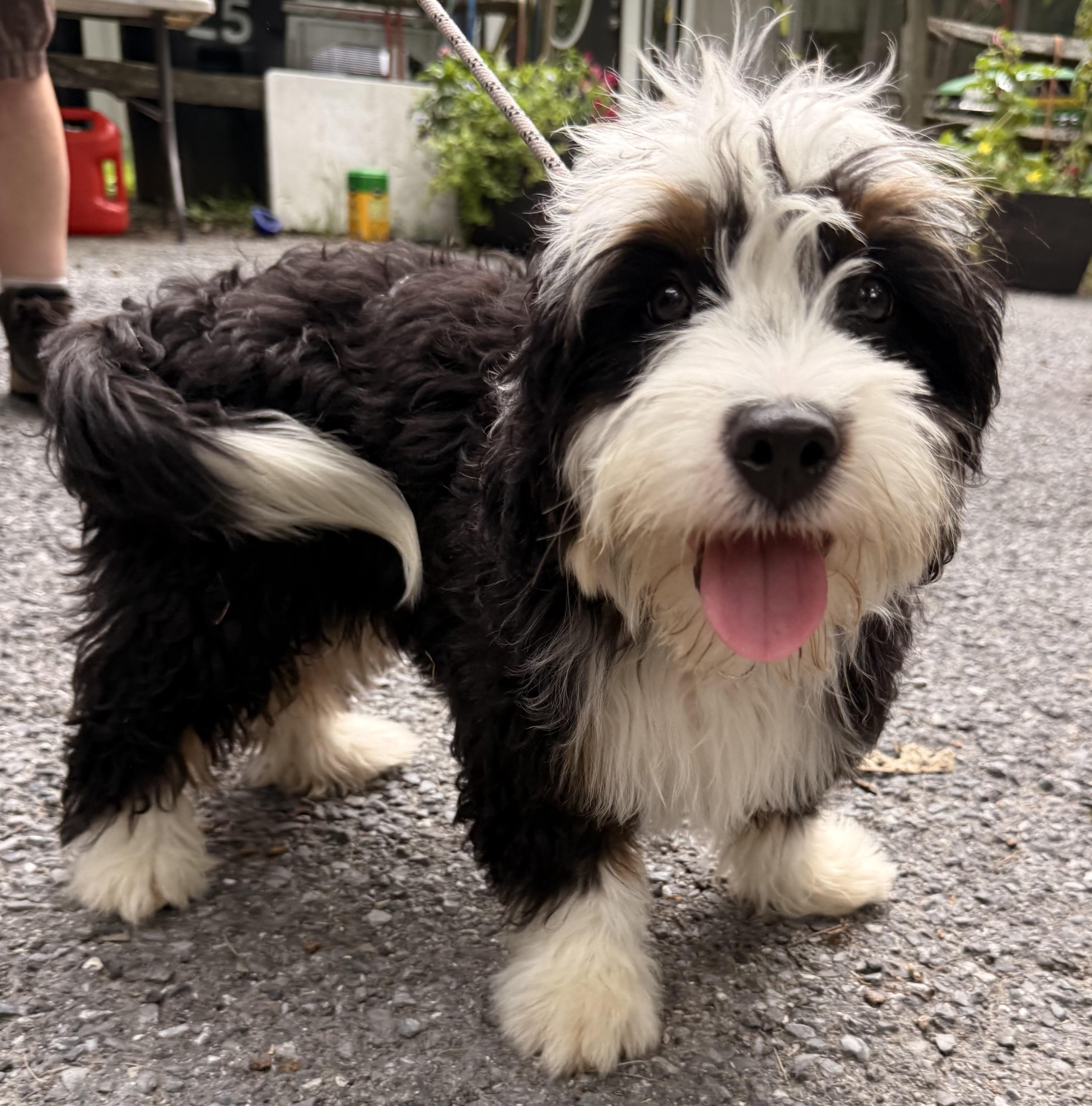 Enlarge Wally, an adopted mixed breed in Pottsville, PA image 5/5