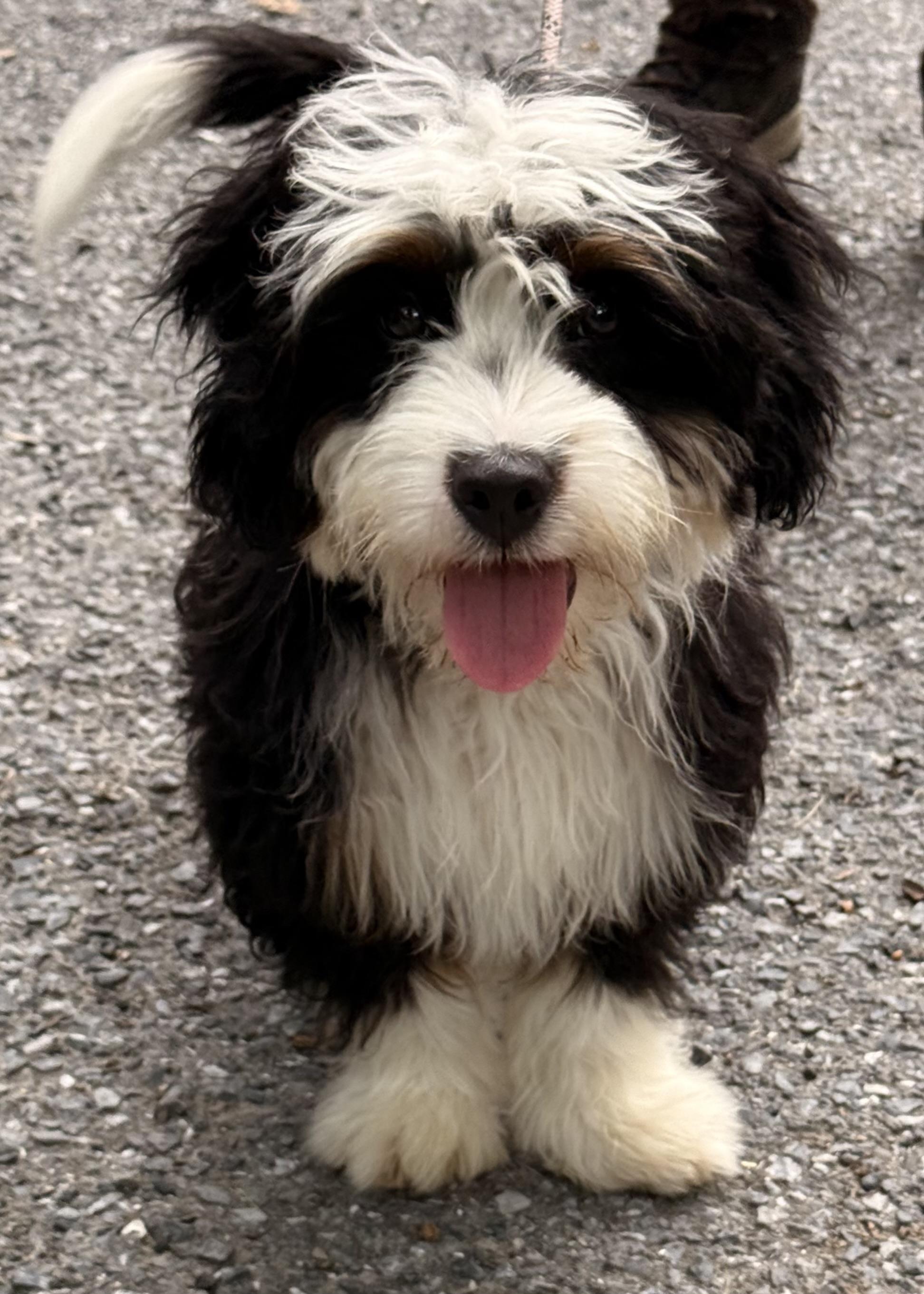 Wally, adopted, Puppy Male Bernese Mountain Dog & Miniature Poodle.
