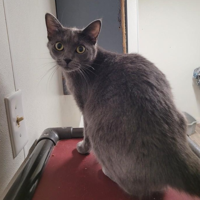 Zara, Adoptable, Kitten Female Domestic Short Hair.