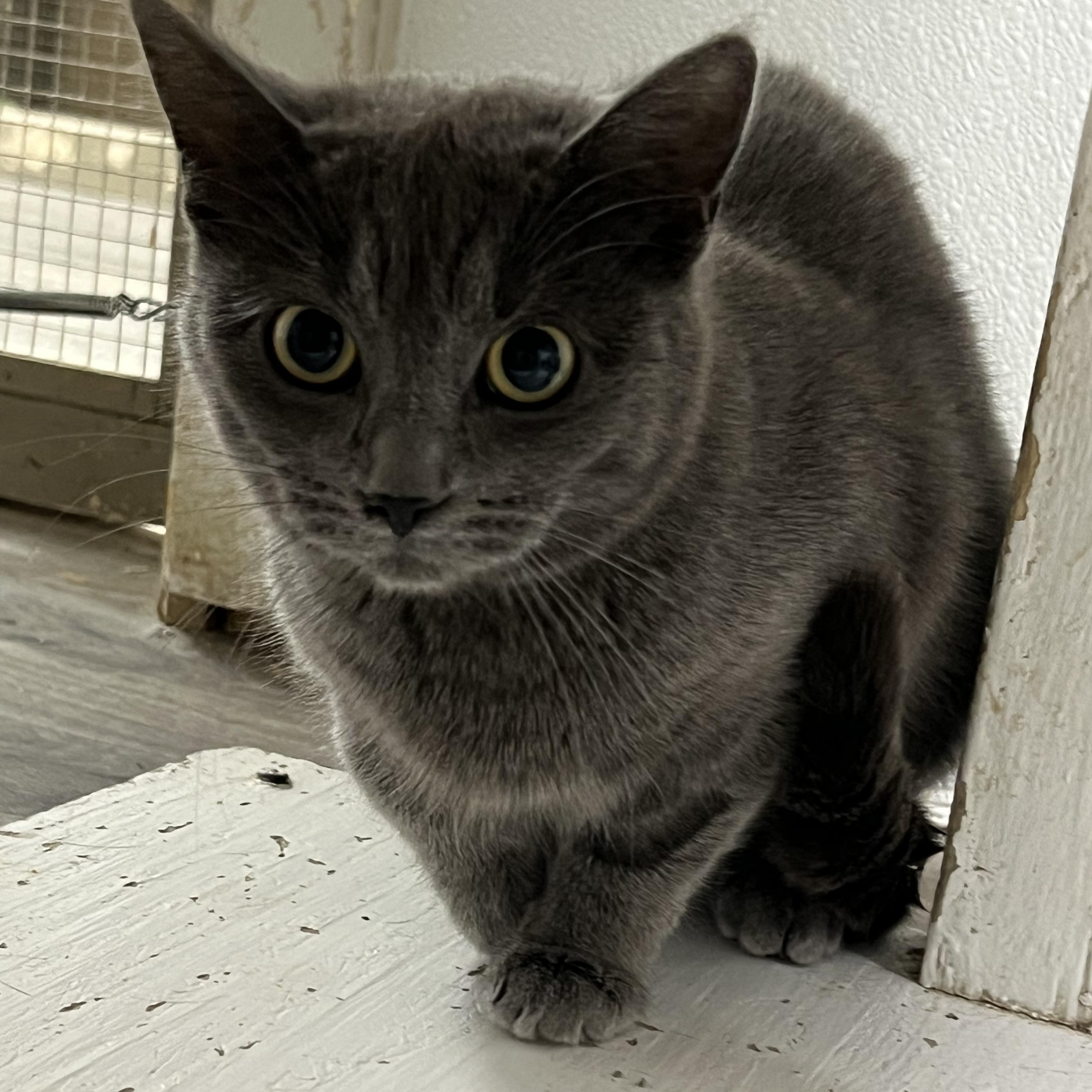 Zara, a Adoptable mixed breed in Spencer, IA image 2/2