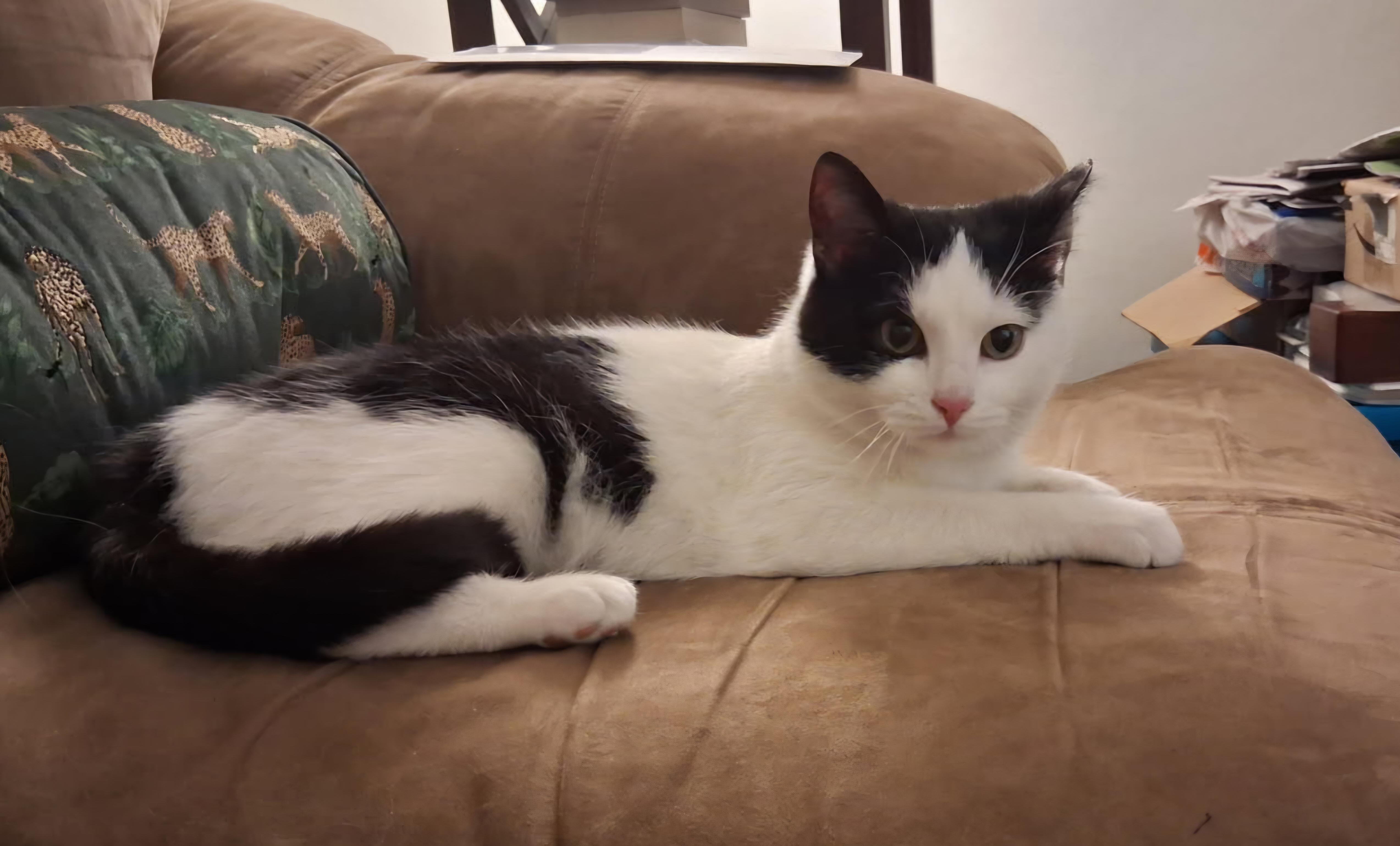 Tulip, a ADOPTABLE Domestic Short Hair in Pittsburgh, PA image 3/4