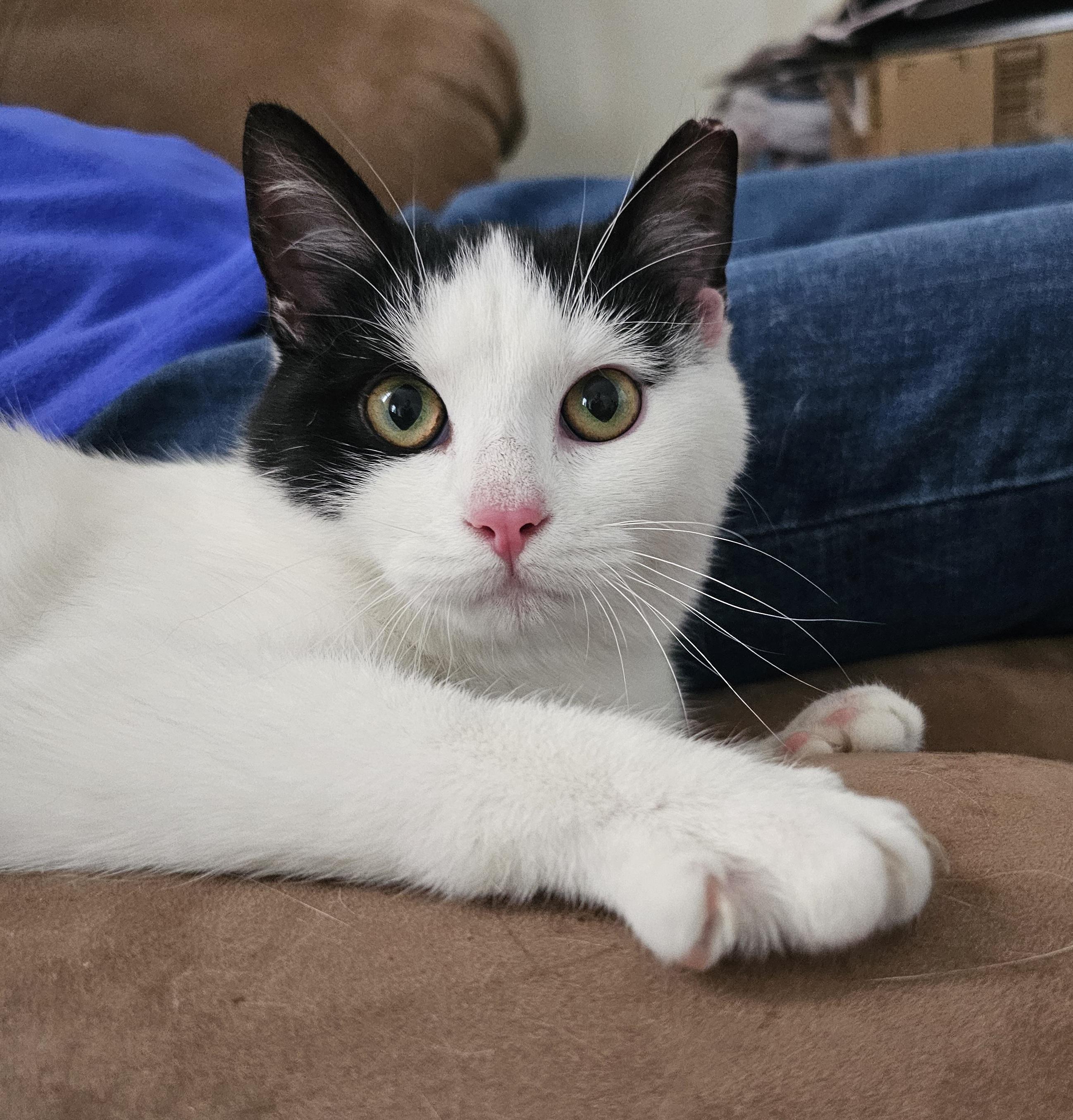 Tulip, ADOPTABLE, Young Female Domestic Short Hair.