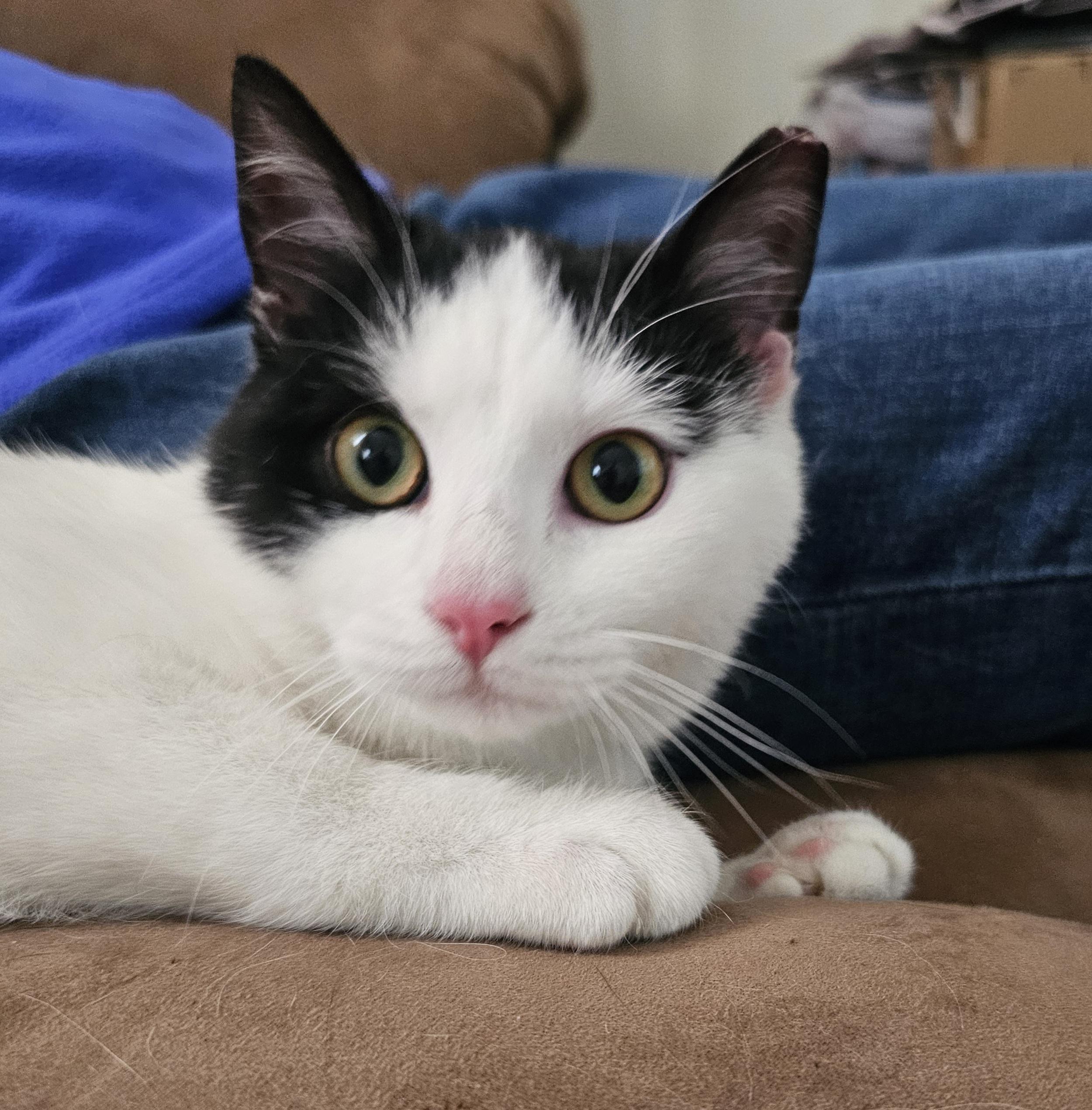 Tulip, a ADOPTABLE Domestic Short Hair in Pittsburgh, PA image 2/4