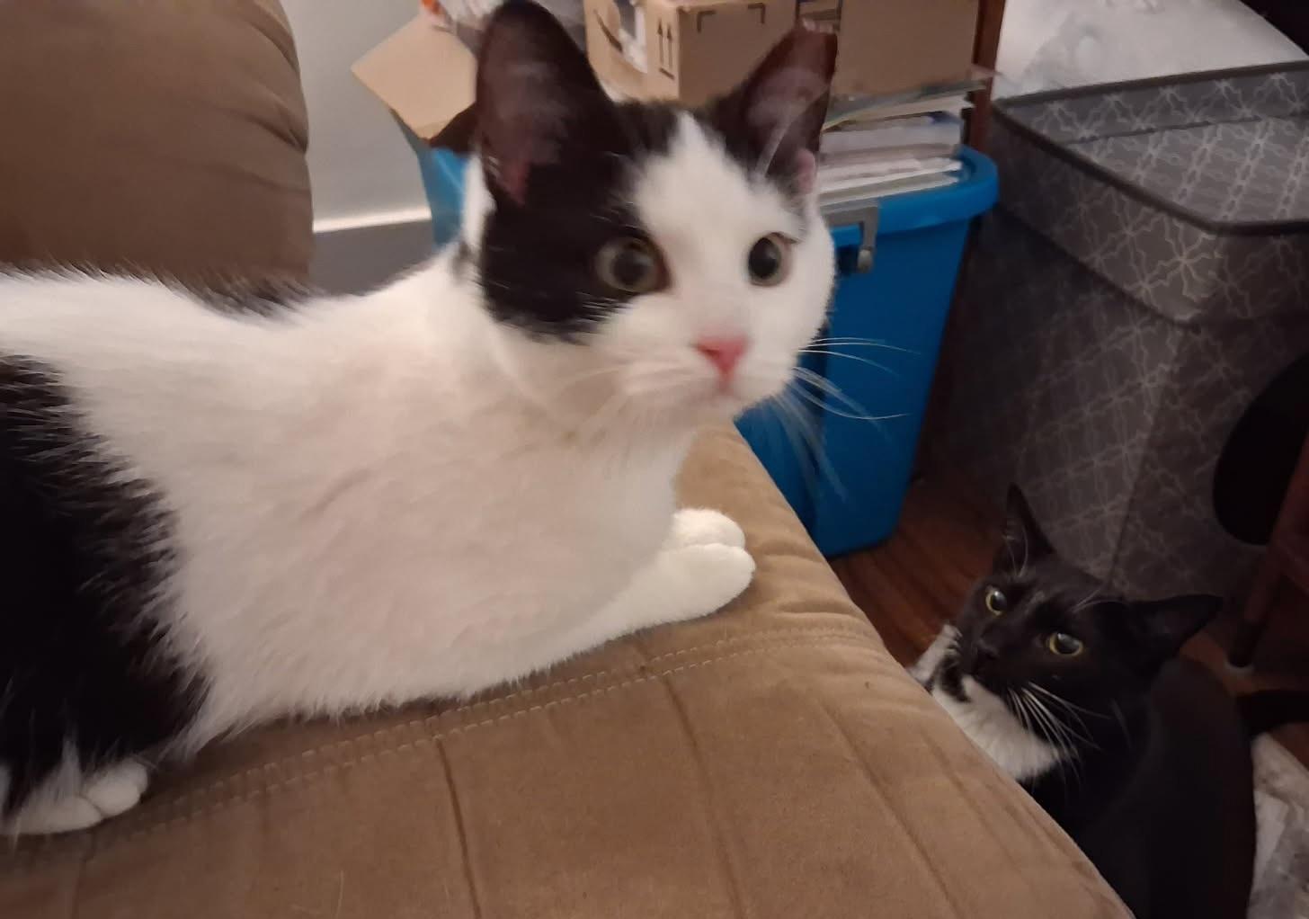 Tulip, a ADOPTABLE Domestic Short Hair in Pittsburgh, PA image 4/4