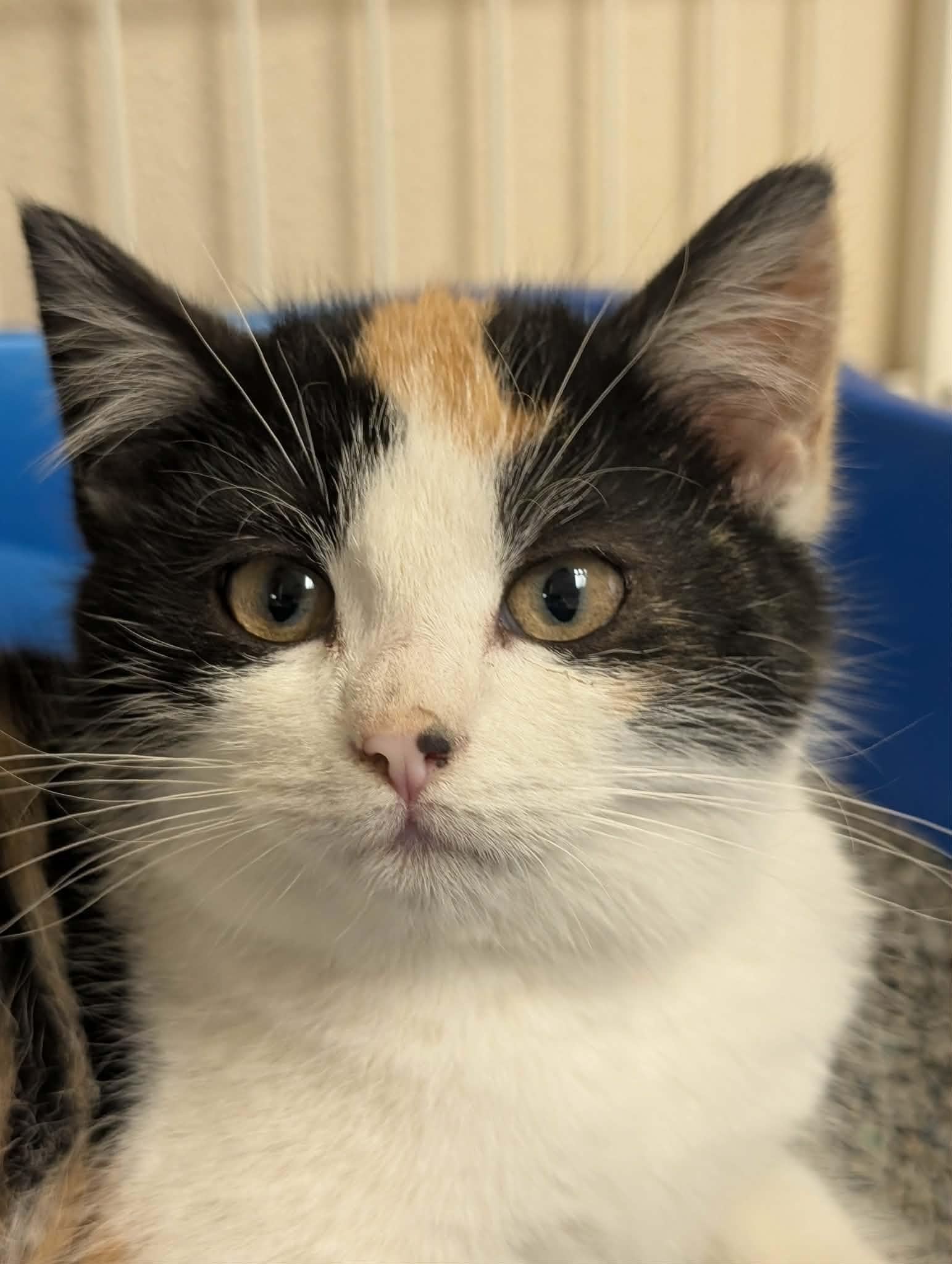 Enlarge Shania, a ADOPTABLE Calico in Waupun, WI image 3/4