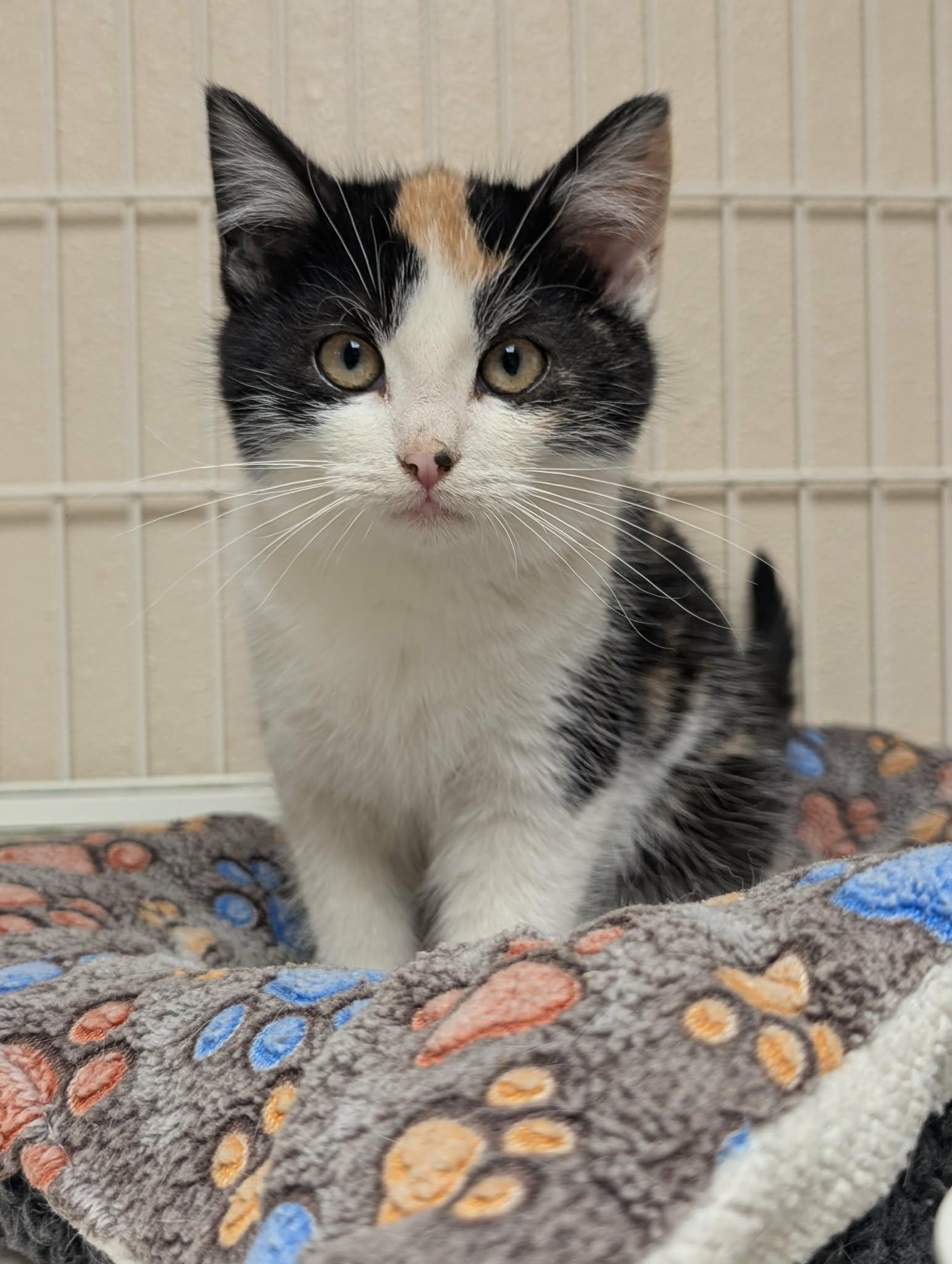 Shania, ADOPTABLE, Young Female Calico.
