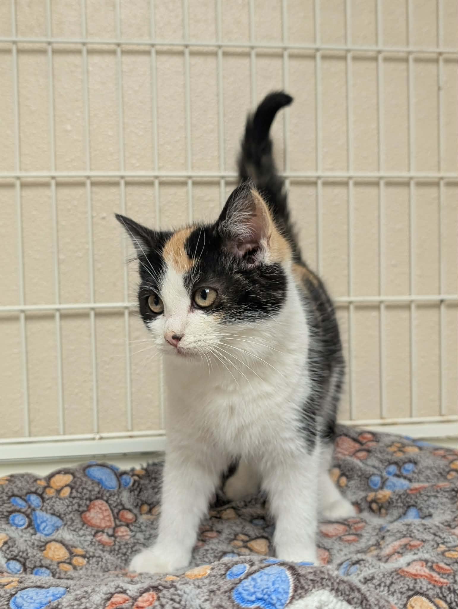 Enlarge Shania, a ADOPTABLE Calico in Waupun, WI image 2/4