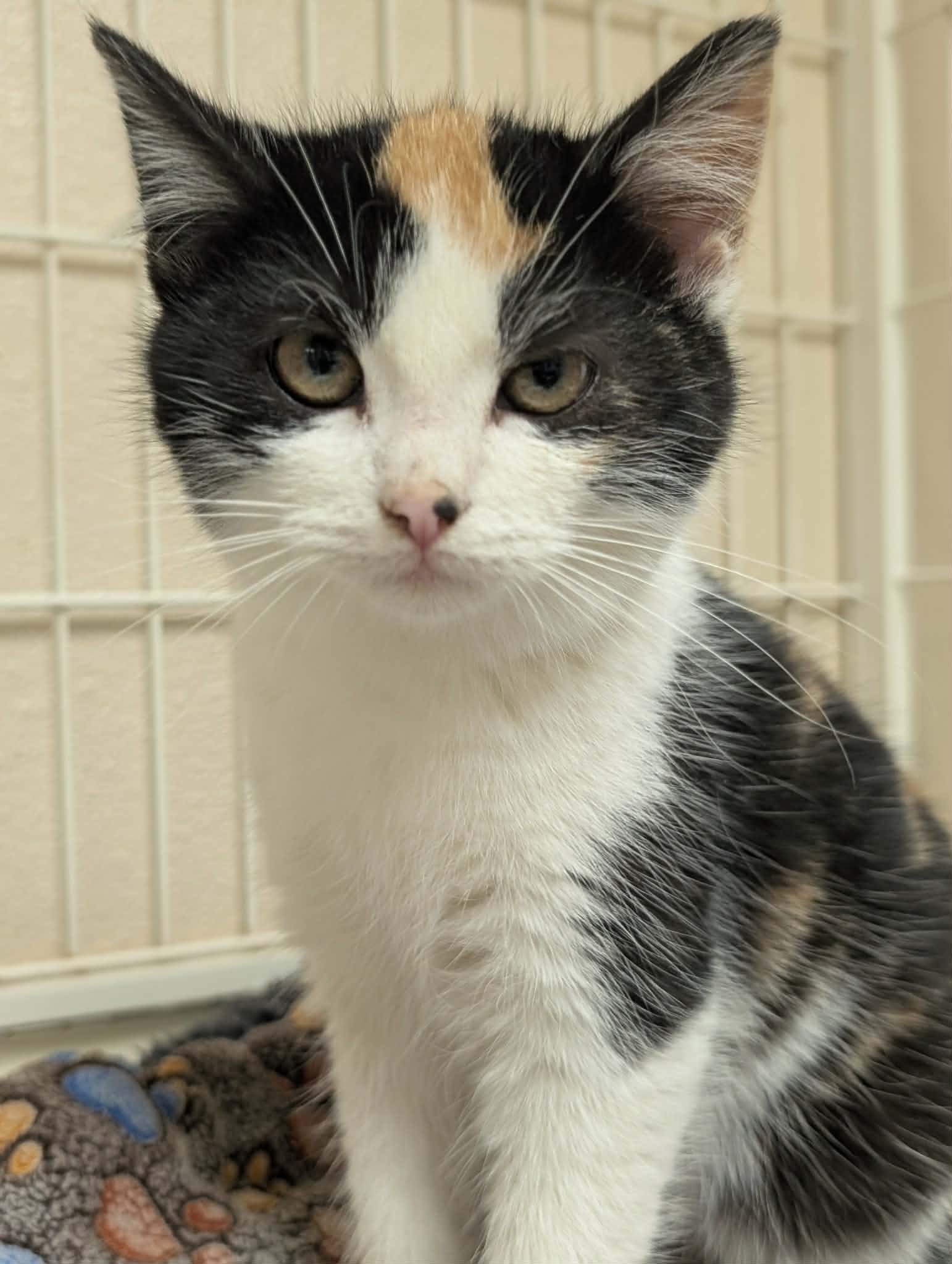 Enlarge Shania, a ADOPTABLE Calico in Waupun, WI image 4/4