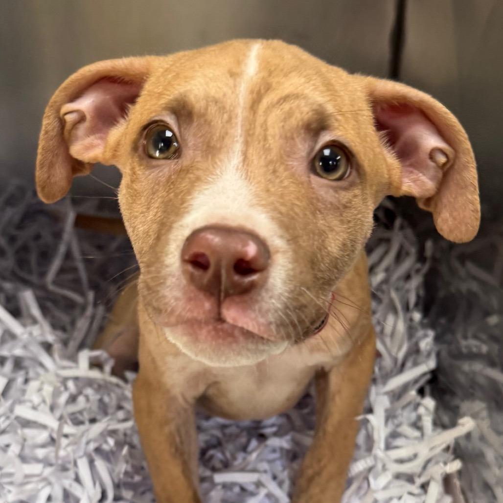 Chex, Adoptable, Young Male Pit Bull Terrier.