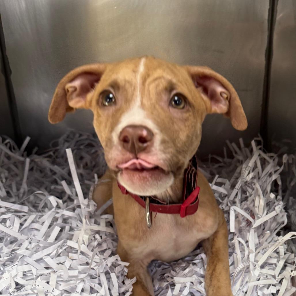 Chex, a Adoptable Pit Bull Terrier in Jacksonville, AR image 2/6