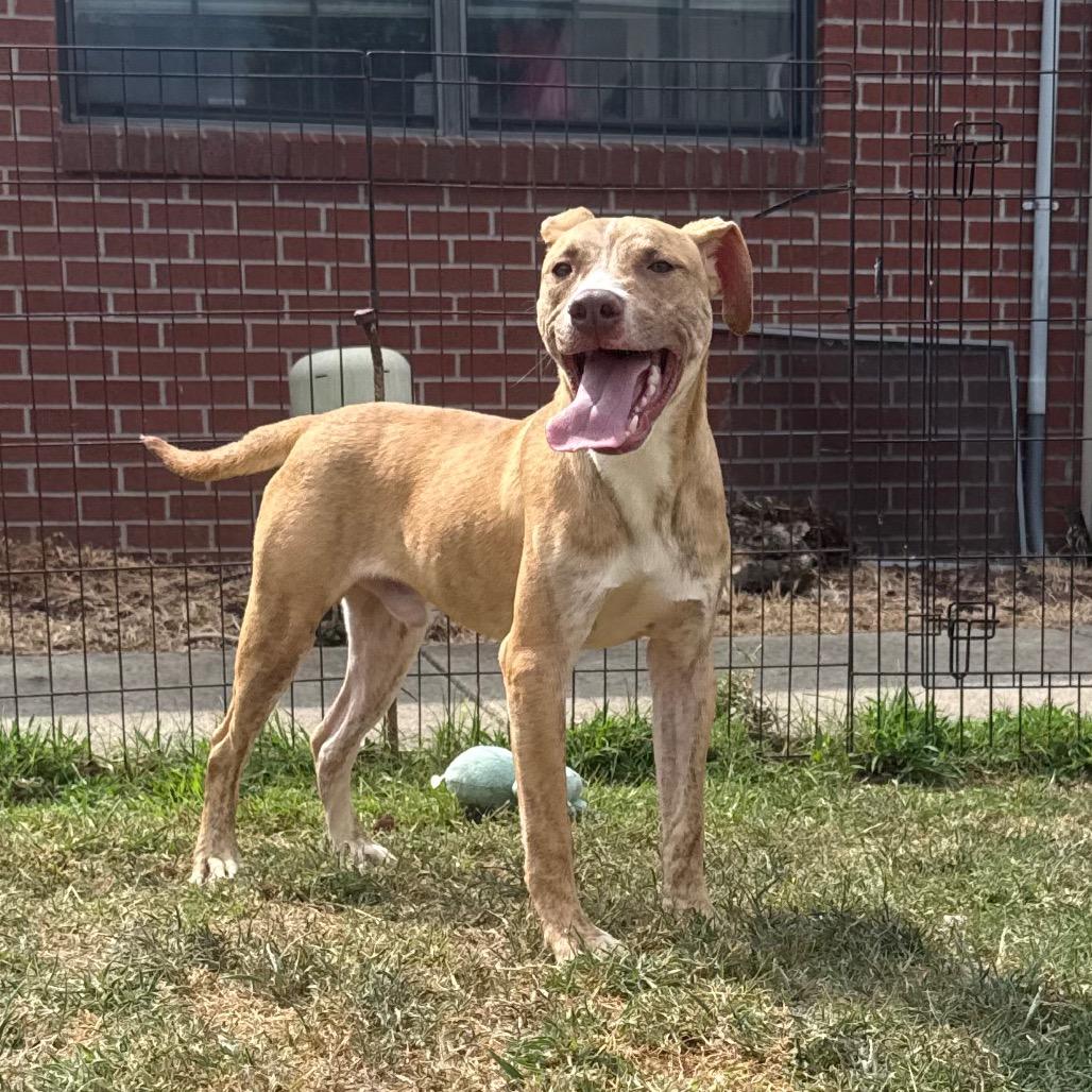 Enlarge Chex, a Adoptable Pit Bull Terrier in Jacksonville, AR image 2/6