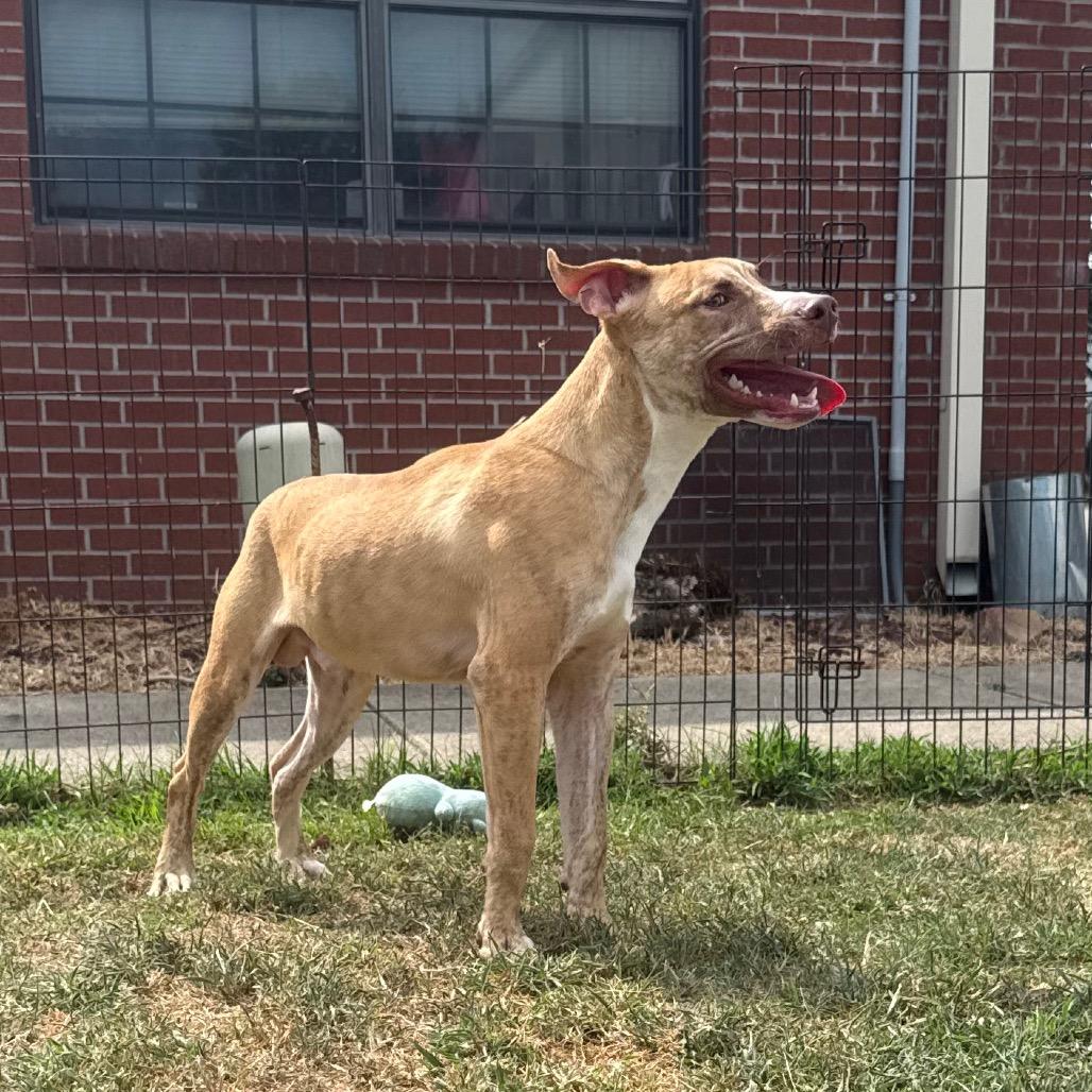 Enlarge Chex, a Adoptable Pit Bull Terrier in Jacksonville, AR image 3/6