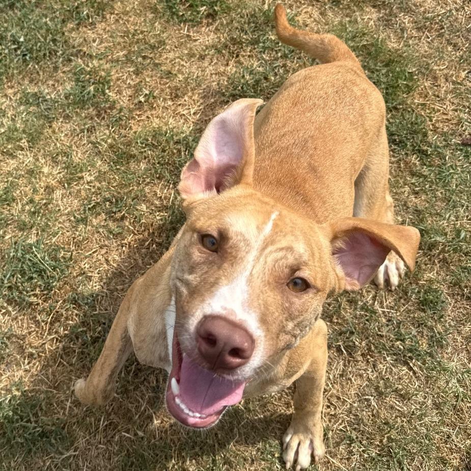 Enlarge Chex, a Adoptable Pit Bull Terrier in Jacksonville, AR image 4/6