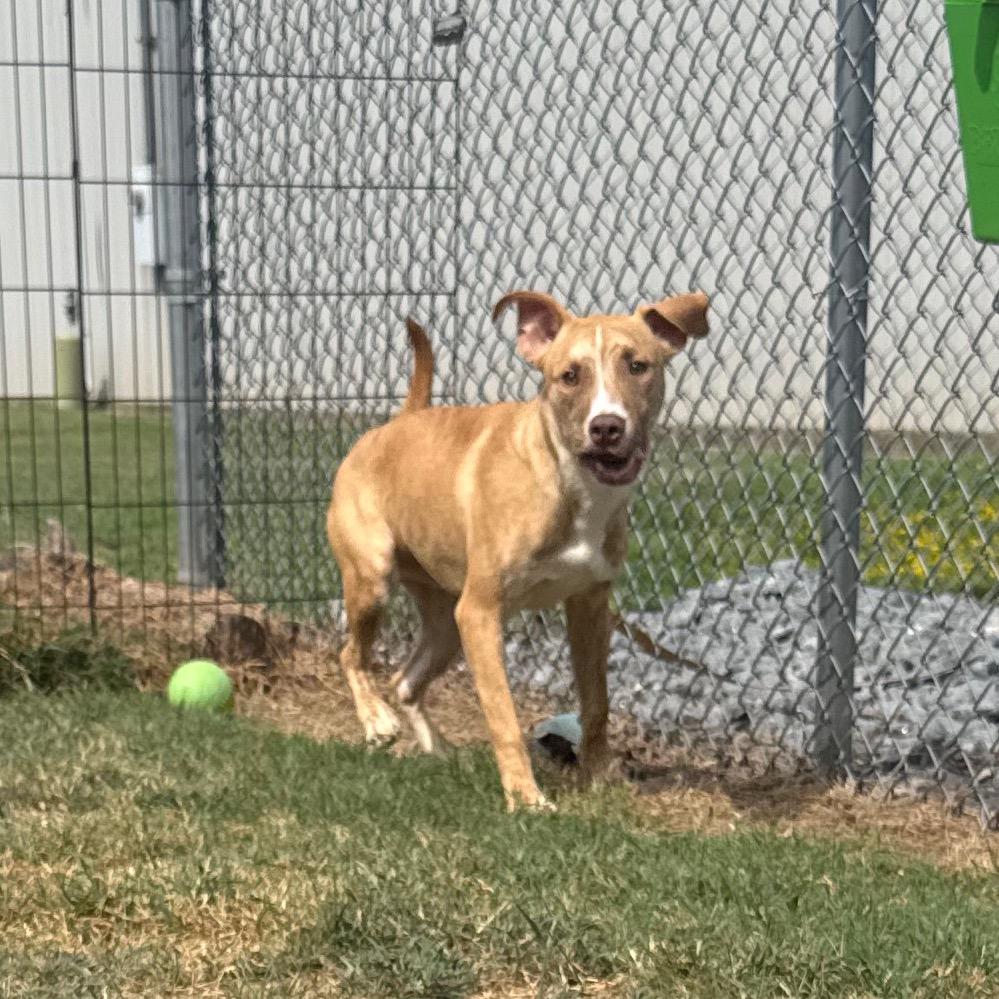 Enlarge Chex, a Adoptable Pit Bull Terrier in Jacksonville, AR image 5/6