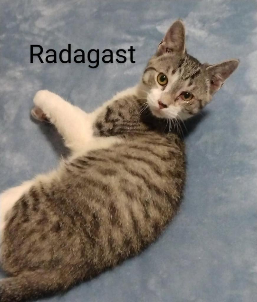 Enlarge Radagast, a Adoptable mixed breed in Darien, GA image 1/1