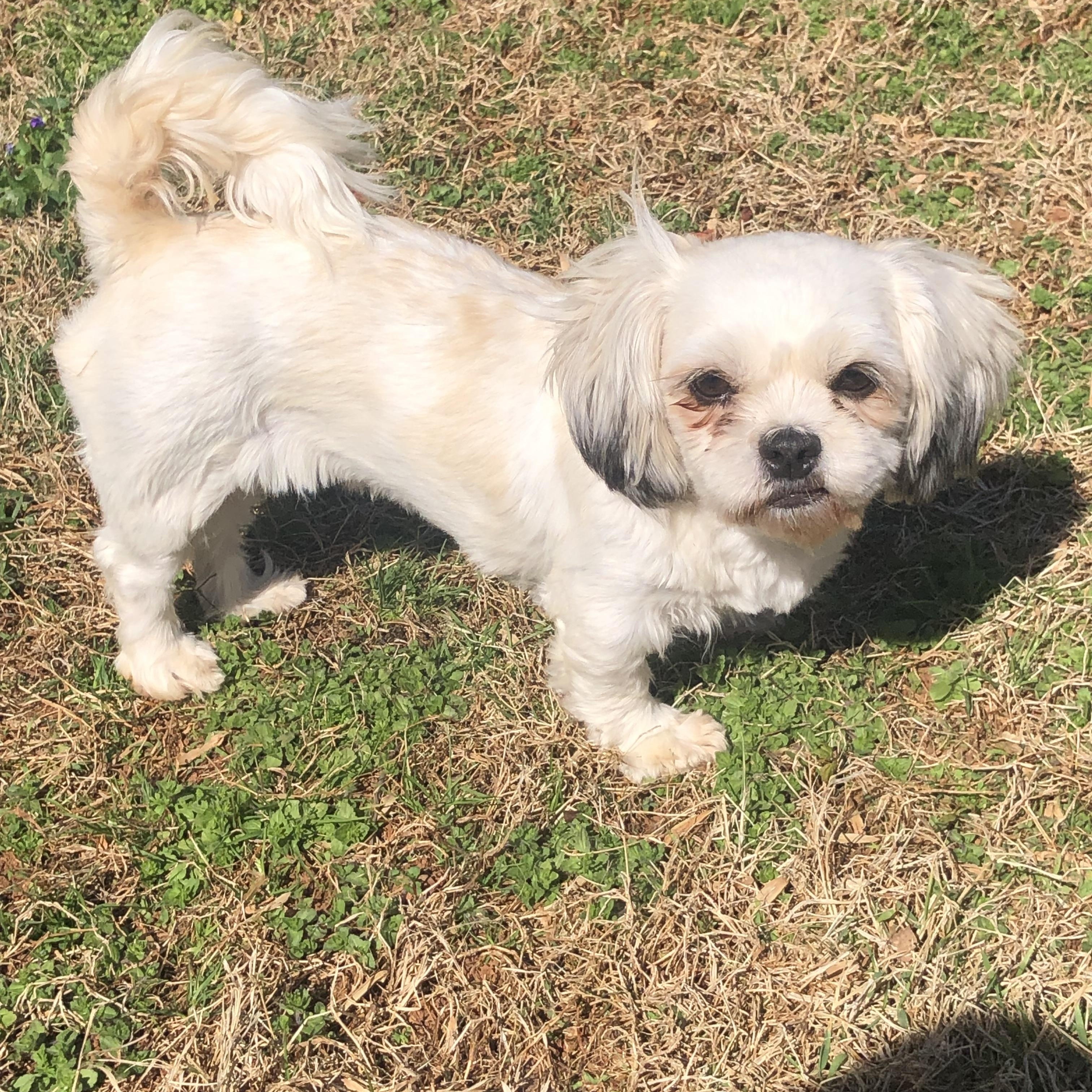 Enlarge Lucy, a ADOPTABLE Shih Tzu in East Bend, NC image 1/3