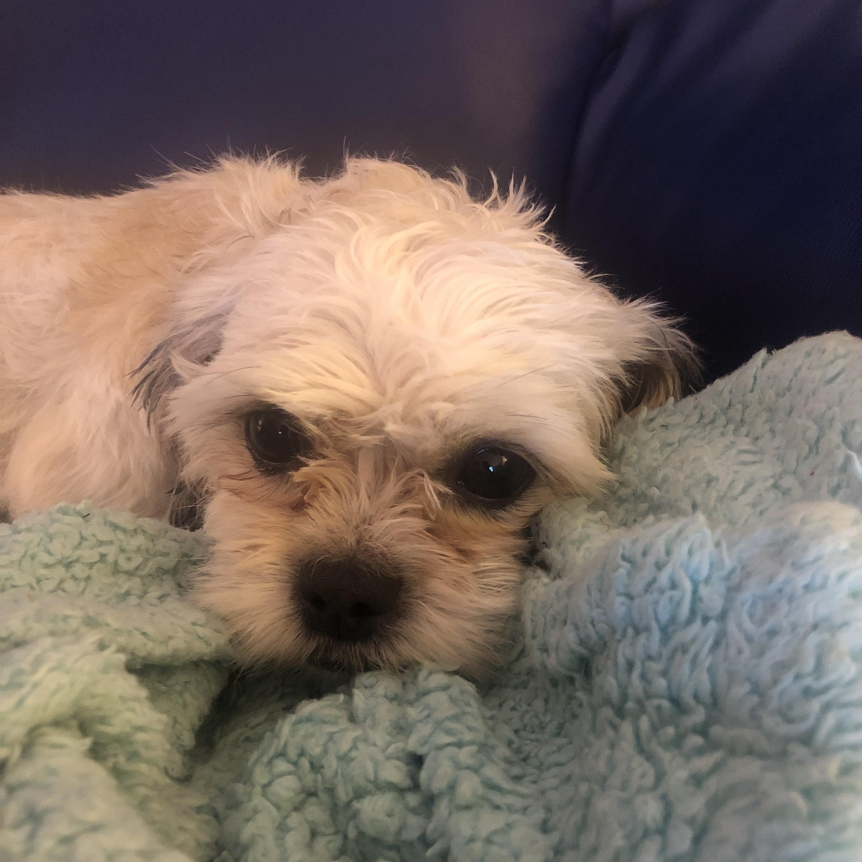 Enlarge Lucy, a ADOPTABLE Shih Tzu in East Bend, NC image 3/3