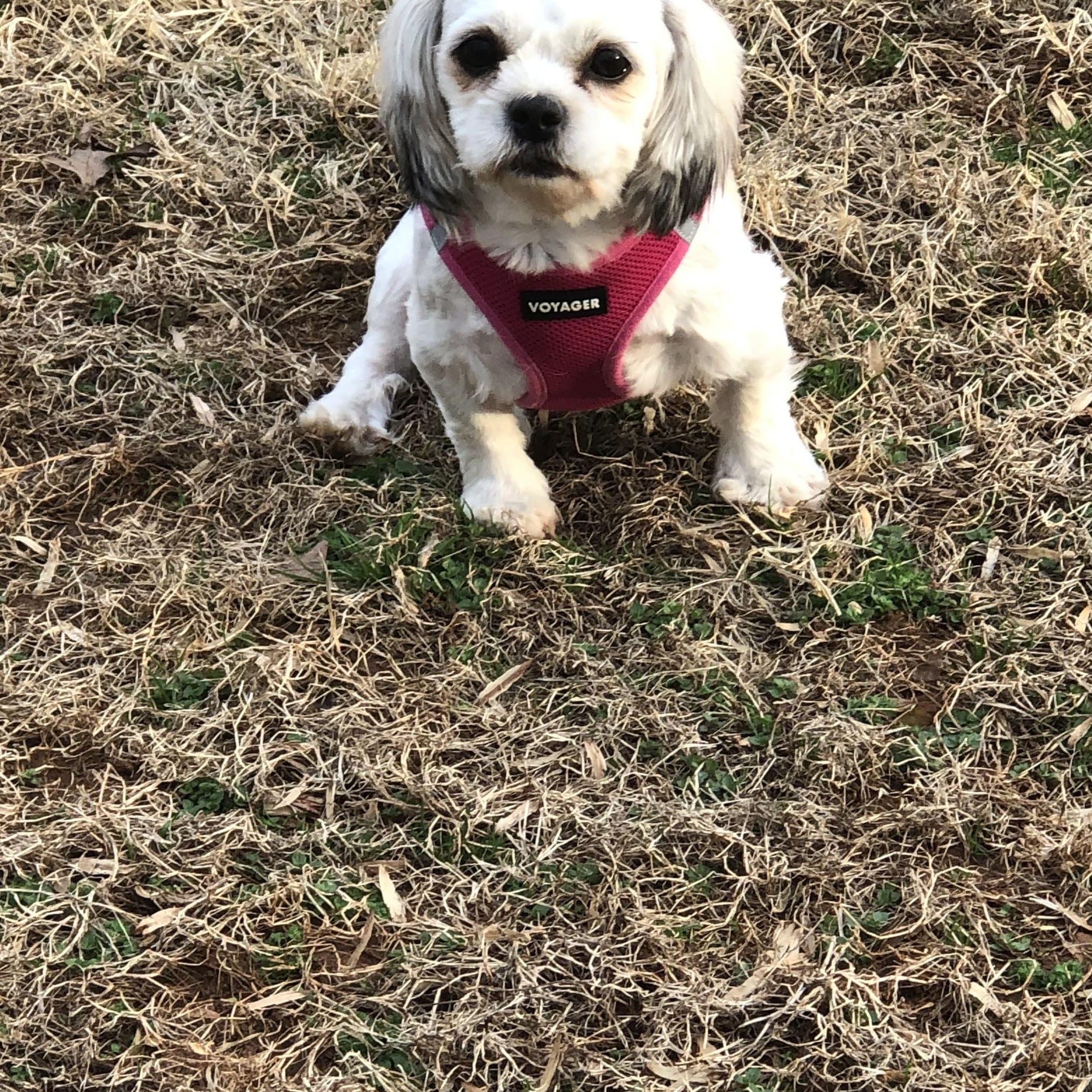 Enlarge Lucy, a ADOPTABLE Shih Tzu in East Bend, NC image 2/3