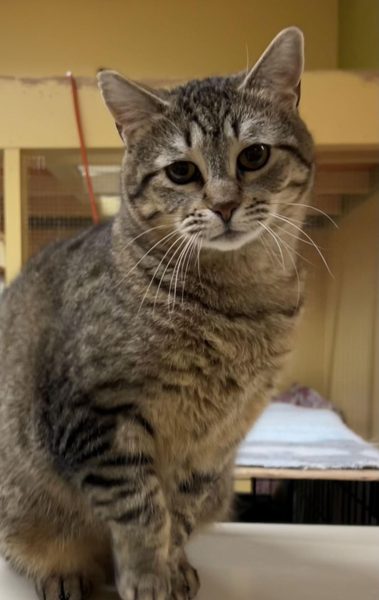 Enlarge Caitlyn, a Adoptable Domestic Short Hair in Blasdell, NY image 1/1