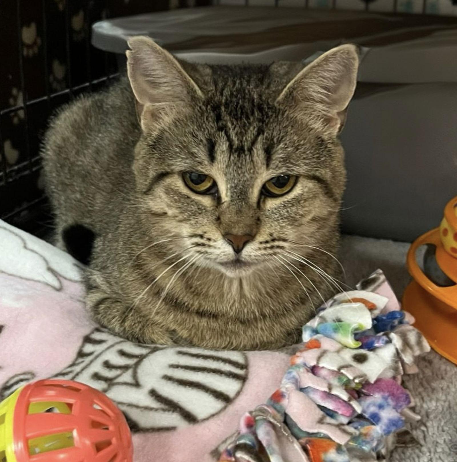 Caitlyn, Adoptable, Young Female Domestic Short Hair.