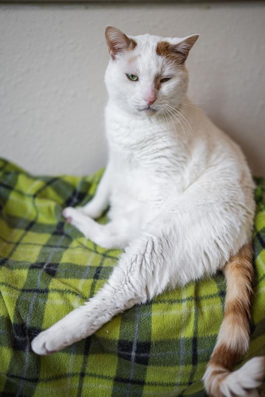 Enlarge Scotty, a Adoptable Domestic Short Hair in Portland, OR image 2/6