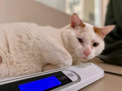 Scotty, a Adoptable Domestic Short Hair in Portland, OR image 2/6