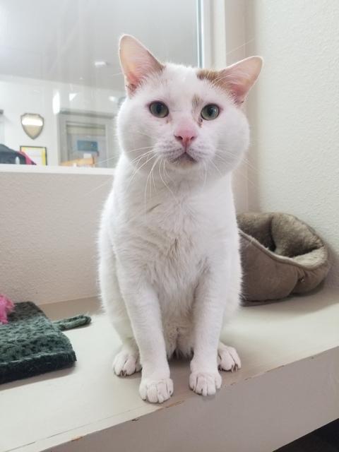 Scotty, a Adoptable Domestic Short Hair in Portland, OR image 3/6