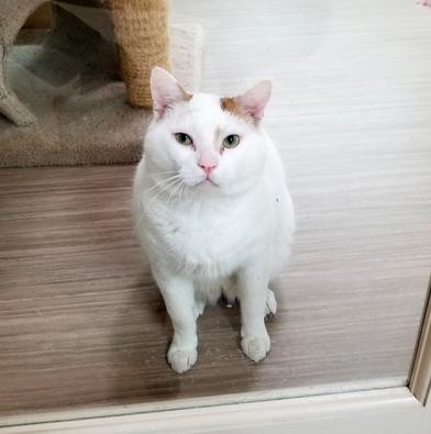 Scotty, a Adoptable Domestic Short Hair in Portland, OR image 4/6