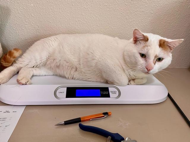 Scotty, a Adoptable Domestic Short Hair in Portland, OR image 2/6