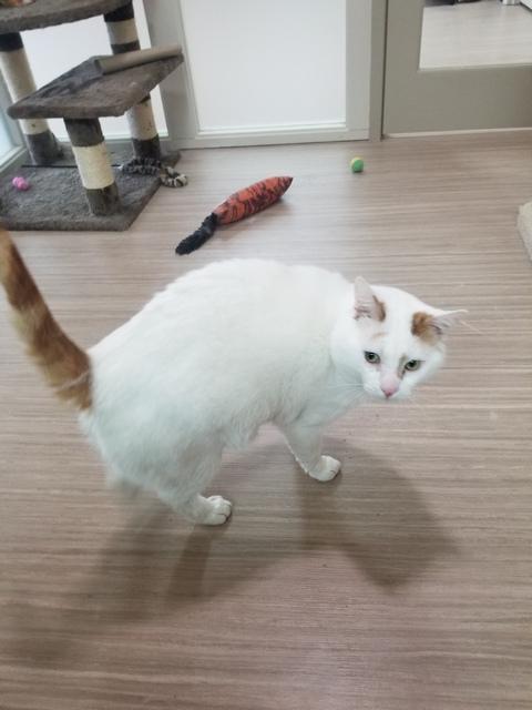 Scotty, a Adoptable Domestic Short Hair in Portland, OR image 5/6