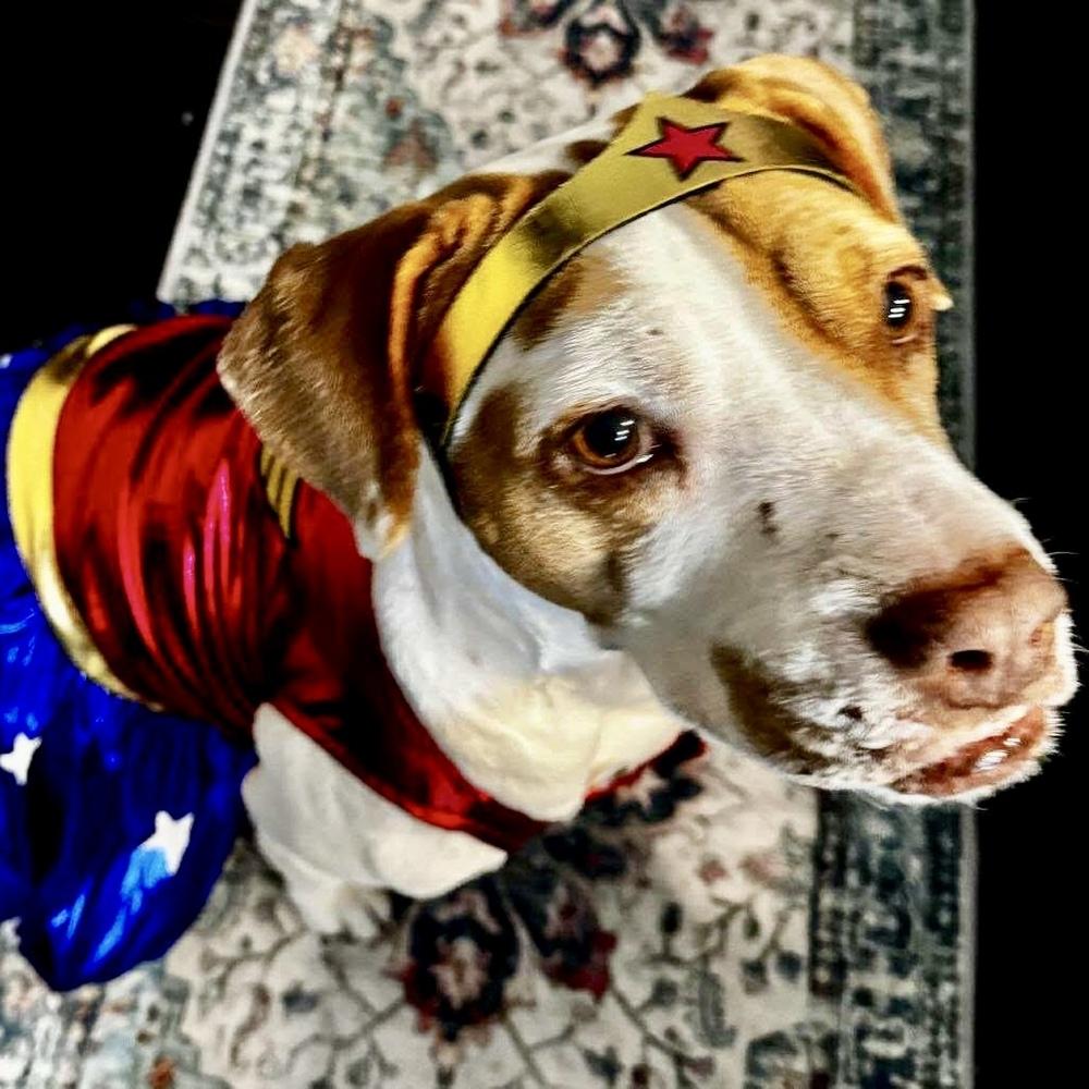 Enlarge Athanasia, a Adoptable mixed breed in Long Island City, NY image 1/6