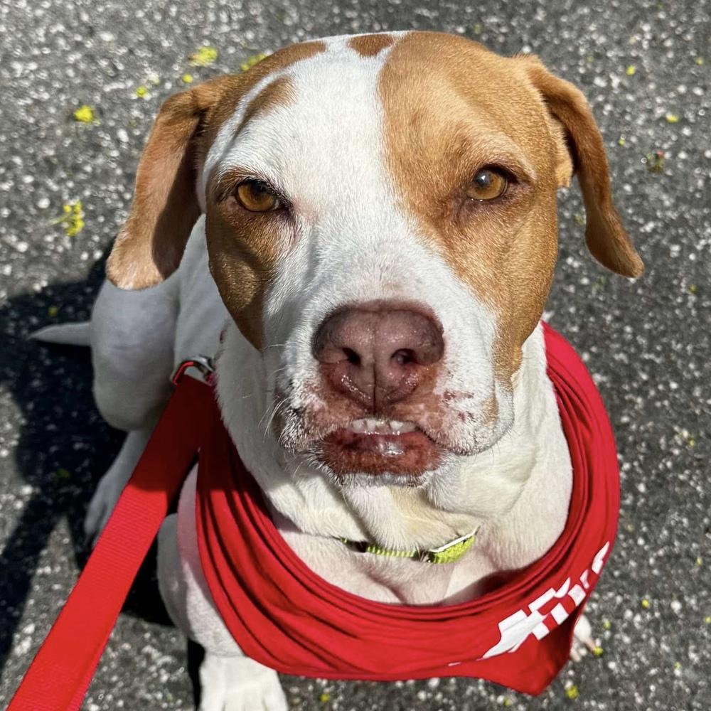 Enlarge Athanasia, a Adoptable mixed breed in Long Island City, NY image 2/6