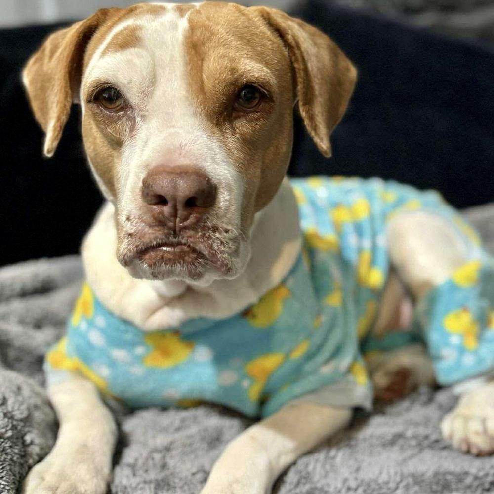 Enlarge Athanasia, a Adoptable mixed breed in Long Island City, NY image 4/6