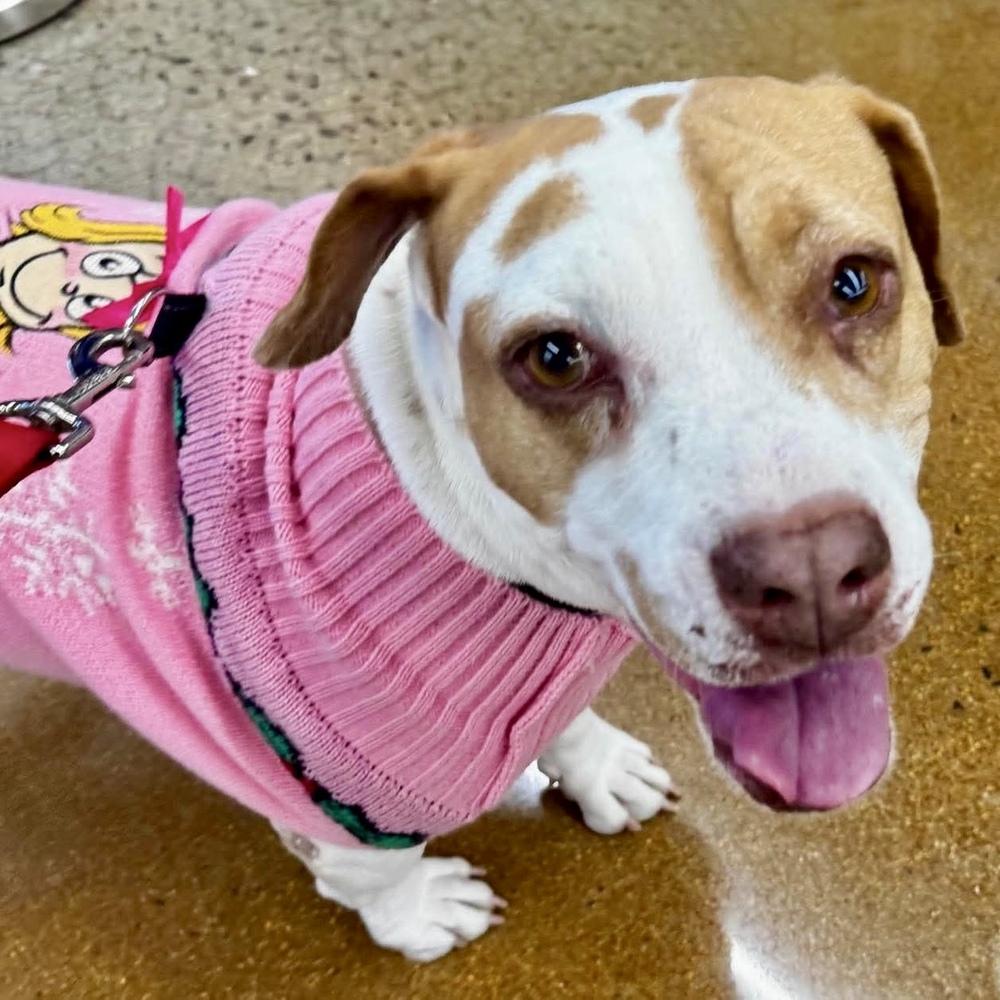 Enlarge Athanasia, a Adoptable mixed breed in Long Island City, NY image 5/6