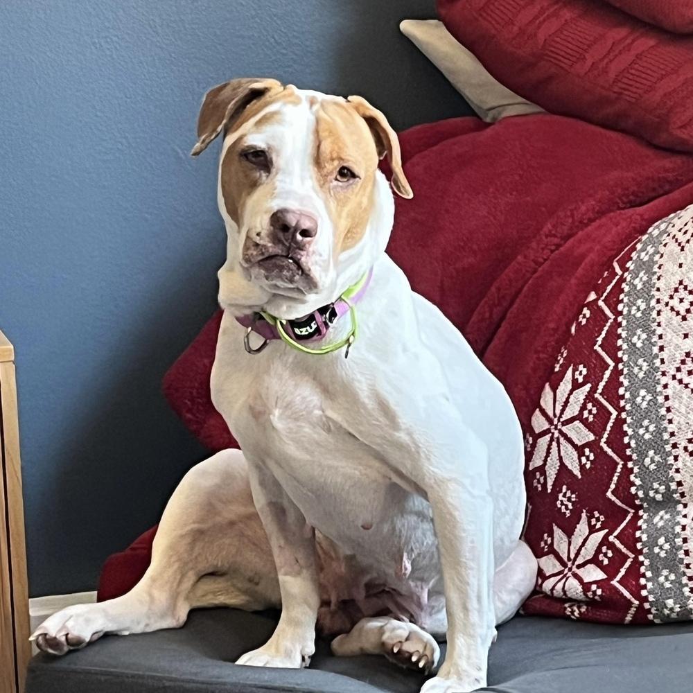 Enlarge Athanasia, a Adoptable mixed breed in Long Island City, NY image 6/6