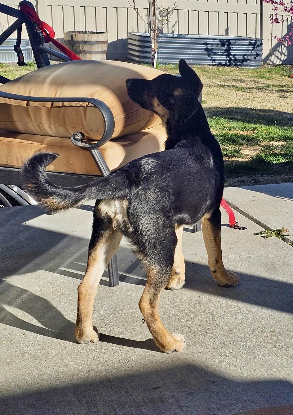 Enlarge Bud, a Adoptable German Shepherd Dog in Jerome, ID image 1/6