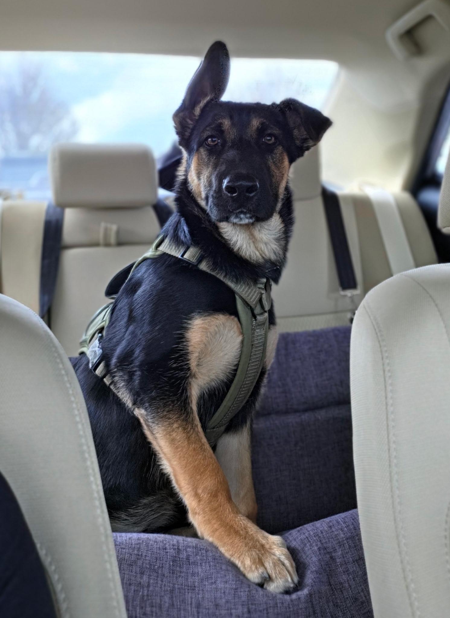 Enlarge Bud, a Adoptable German Shepherd Dog in Jerome, ID image 2/6