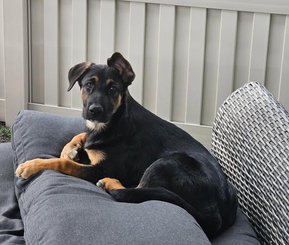 Bud, Adoptable, Puppy Male German Shepherd Dog.