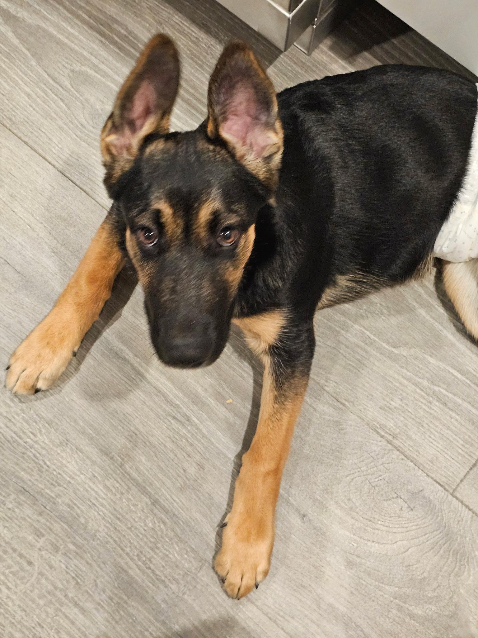 Enlarge Bud, a Adoptable German Shepherd Dog in Jerome, ID image 3/6