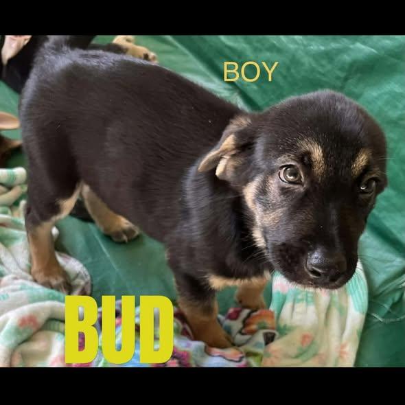 Enlarge Bud, a Adoptable German Shepherd Dog in Jerome, ID image 2/5