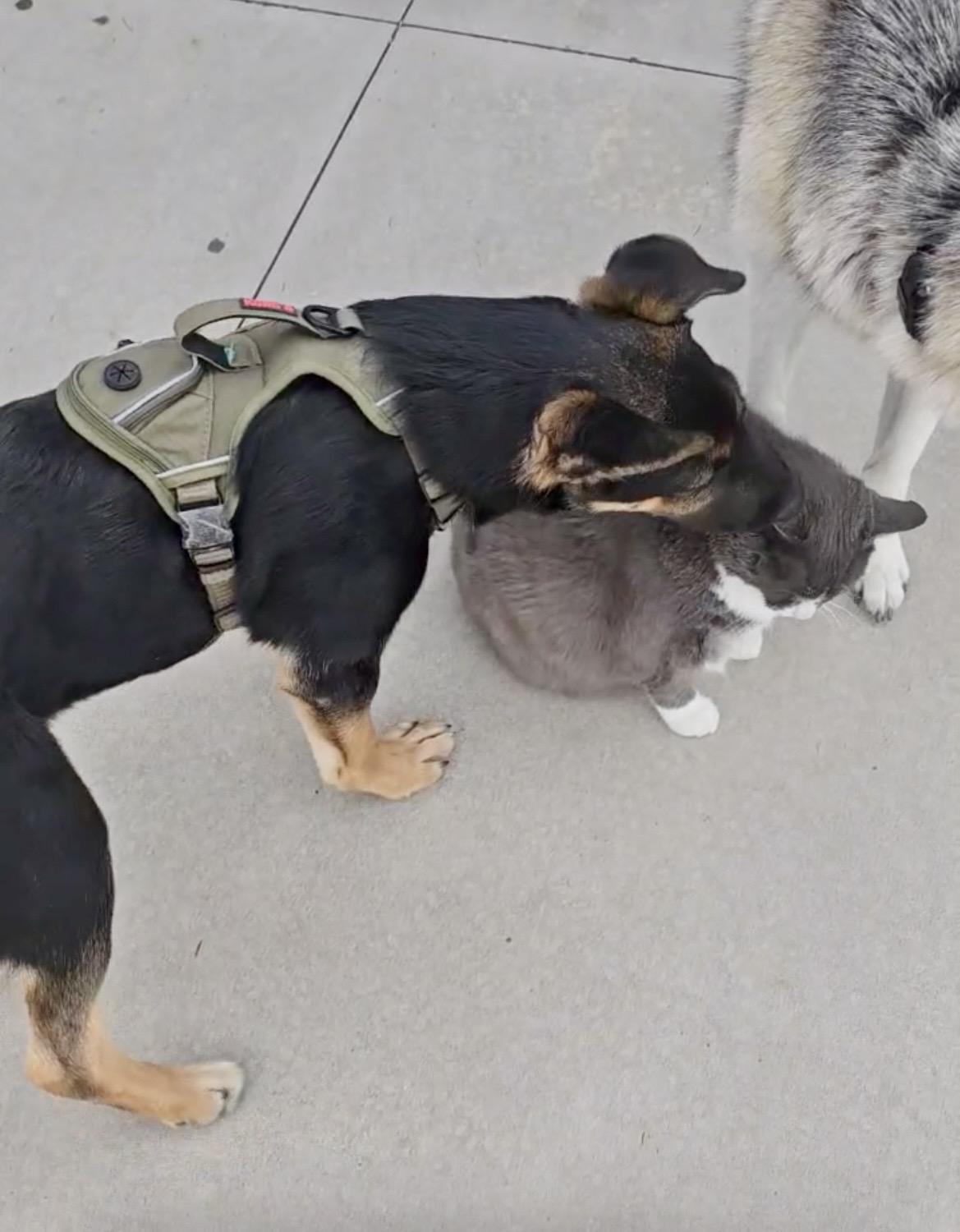 Enlarge Bud, a Adoptable German Shepherd Dog in Jerome, ID image 4/6