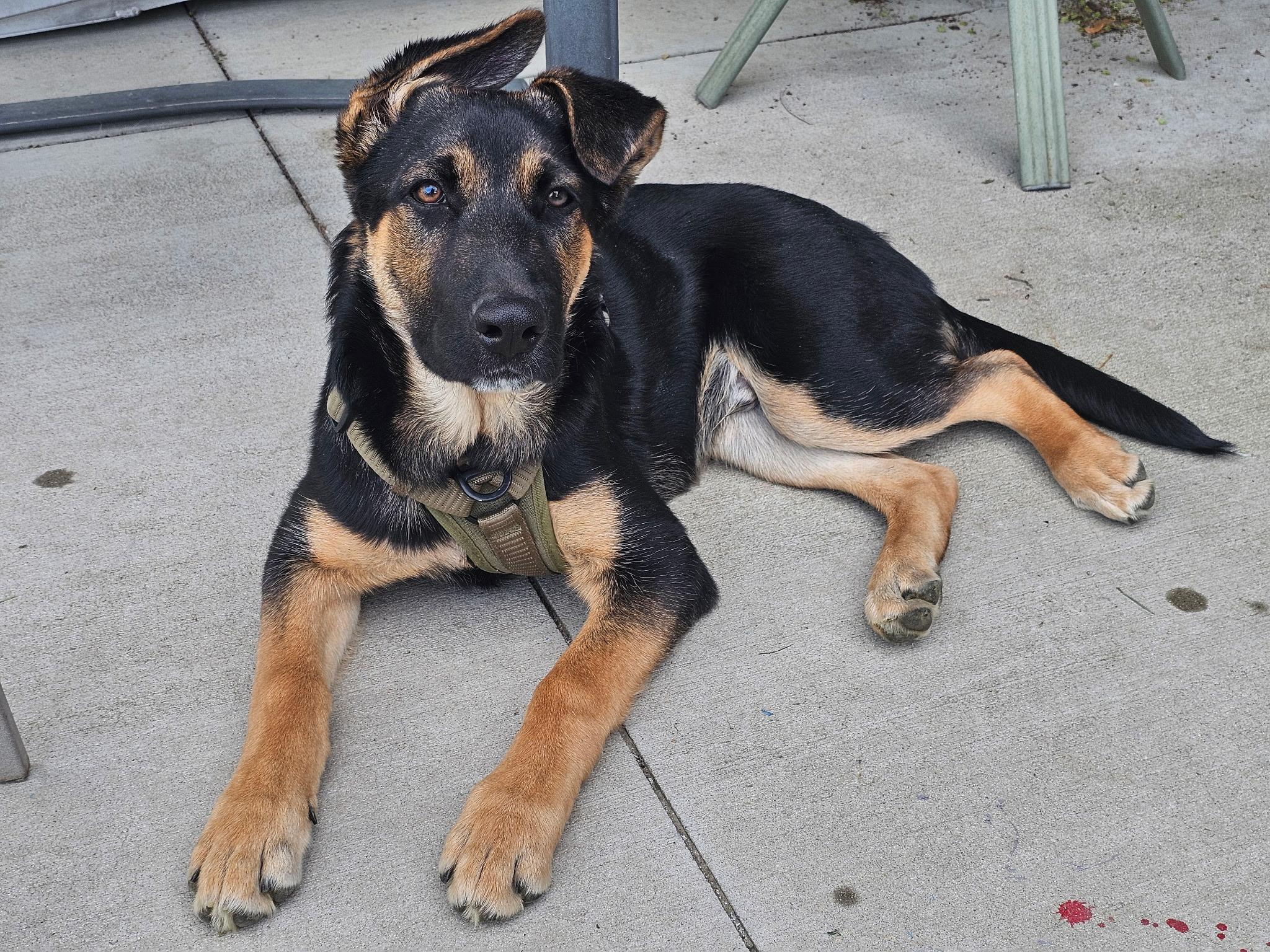 Enlarge Bud, a Adoptable German Shepherd Dog in Jerome, ID image 5/6