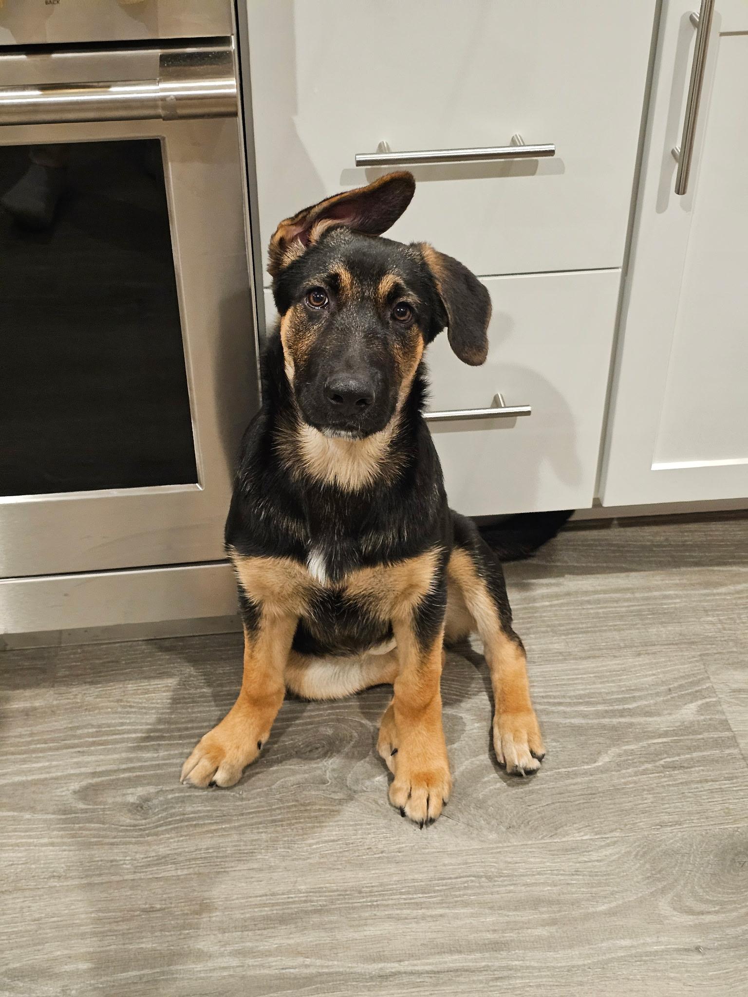 Enlarge Bud, a Adoptable German Shepherd Dog in Jerome, ID image 4/5