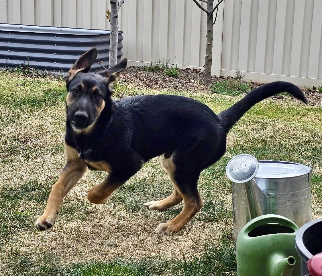 Enlarge Bud, a Adoptable German Shepherd Dog in Jerome, ID image 6/6