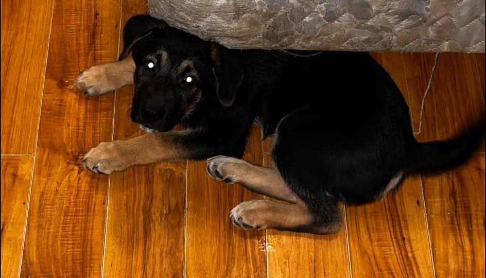 Enlarge Bud, a Adoptable German Shepherd Dog in Jerome, ID image 5/5