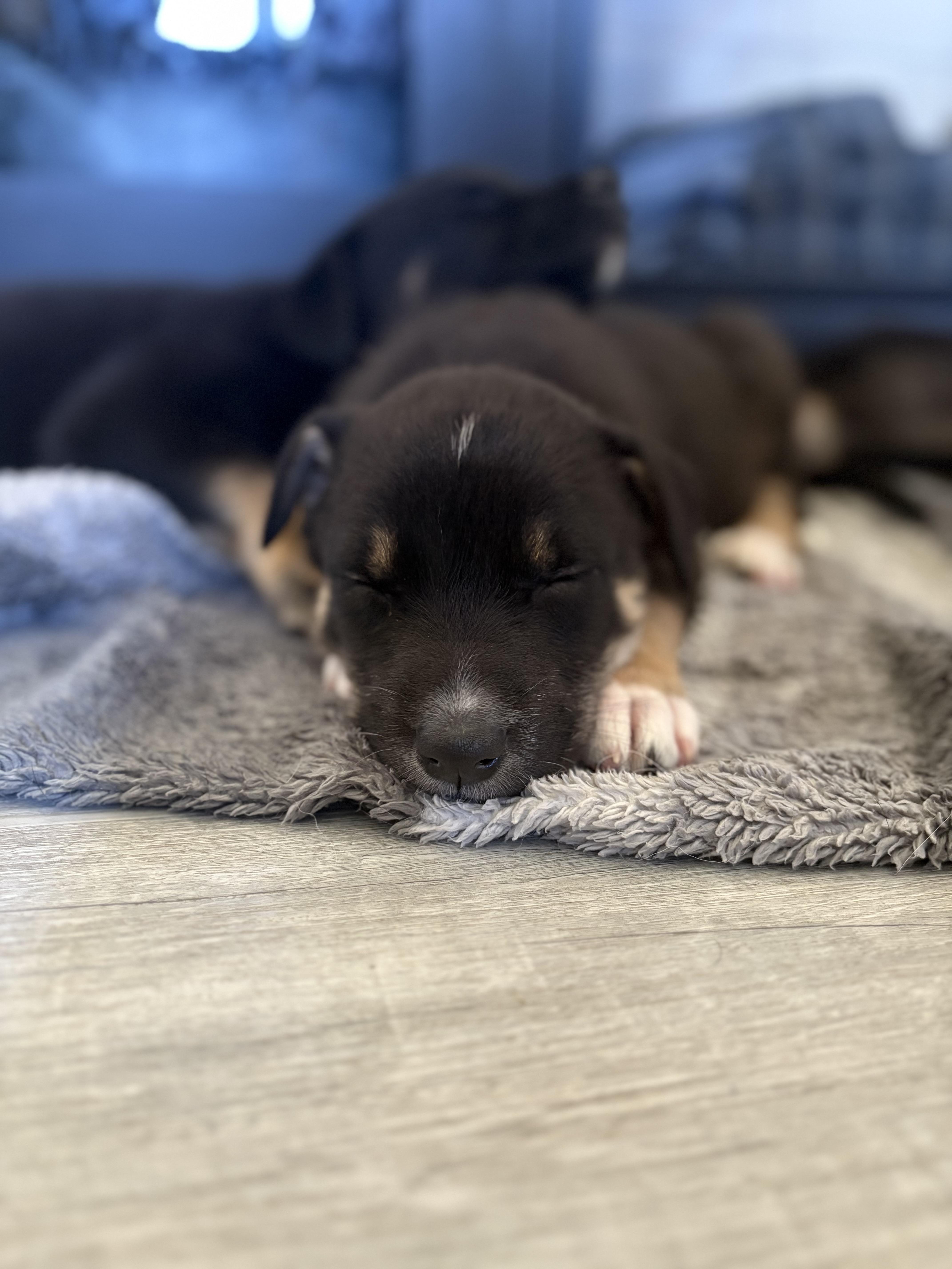 Enlarge Rosalina, a Adoptable Mixed Breed in Saskatoon, SK image 2/4