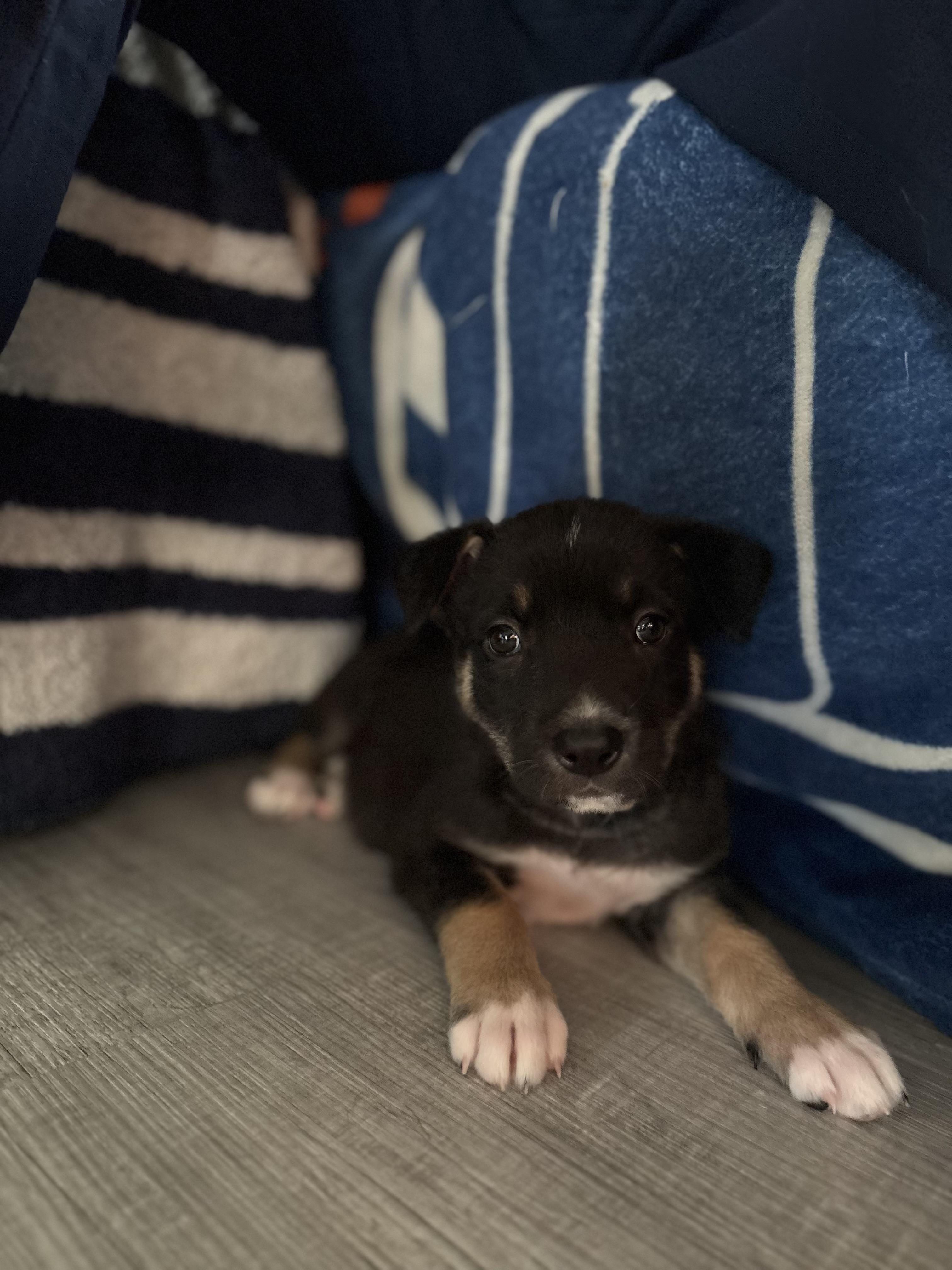 Enlarge Rosalina, a Adoptable Mixed Breed in Saskatoon, SK image 3/4